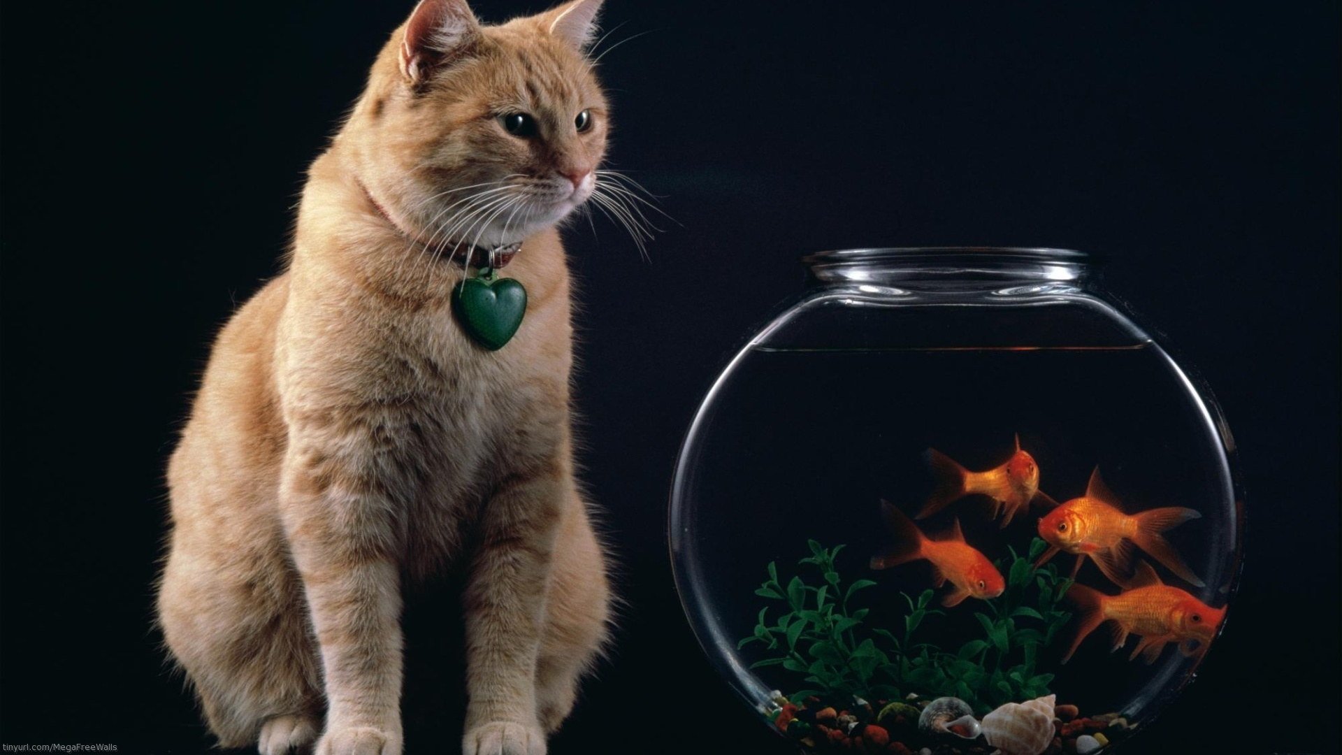HD Wallpaper of a Cat Eyeing Goldfish in a Fishbowl
