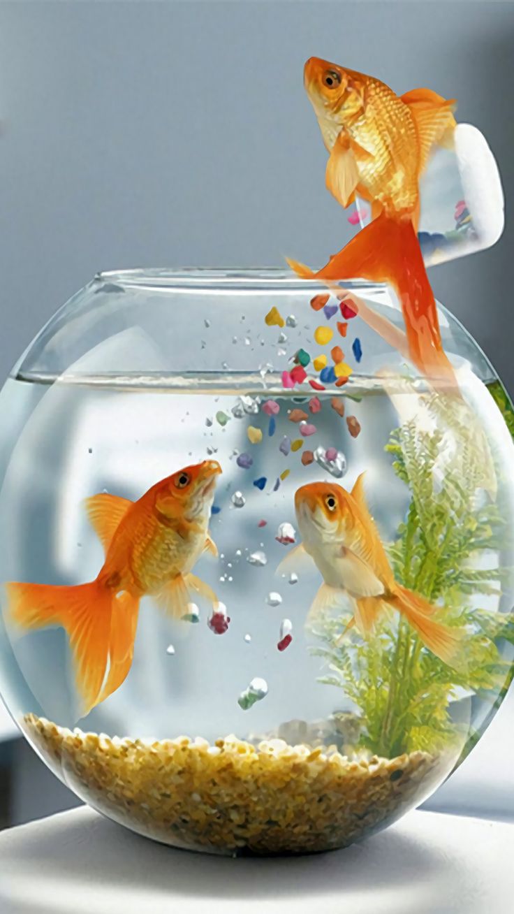 Wallpaper. Live fish wallpaper, Fish wallpaper, Goldfish