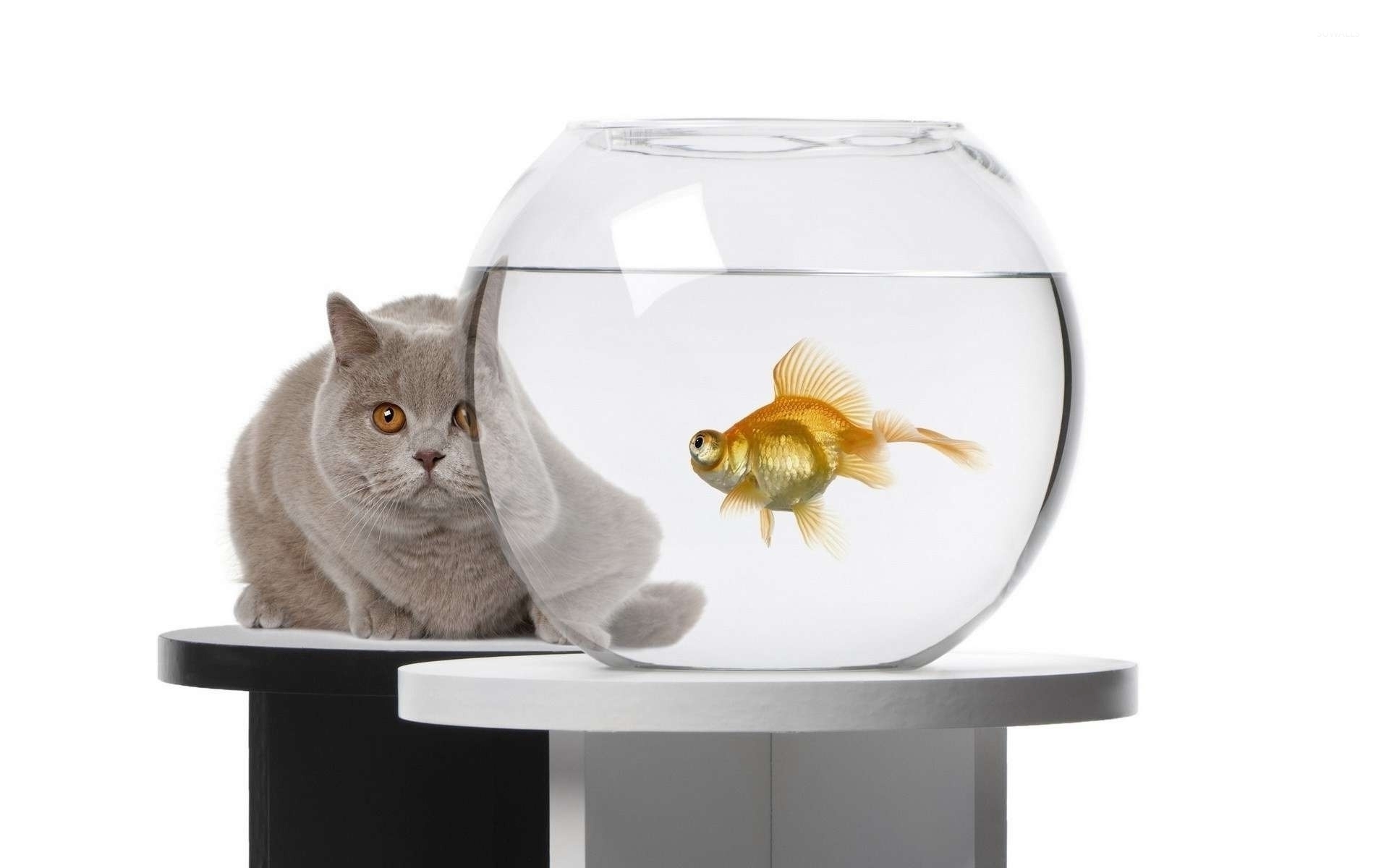 Cat hiding behind a fishbowl wallpaper wallpaper