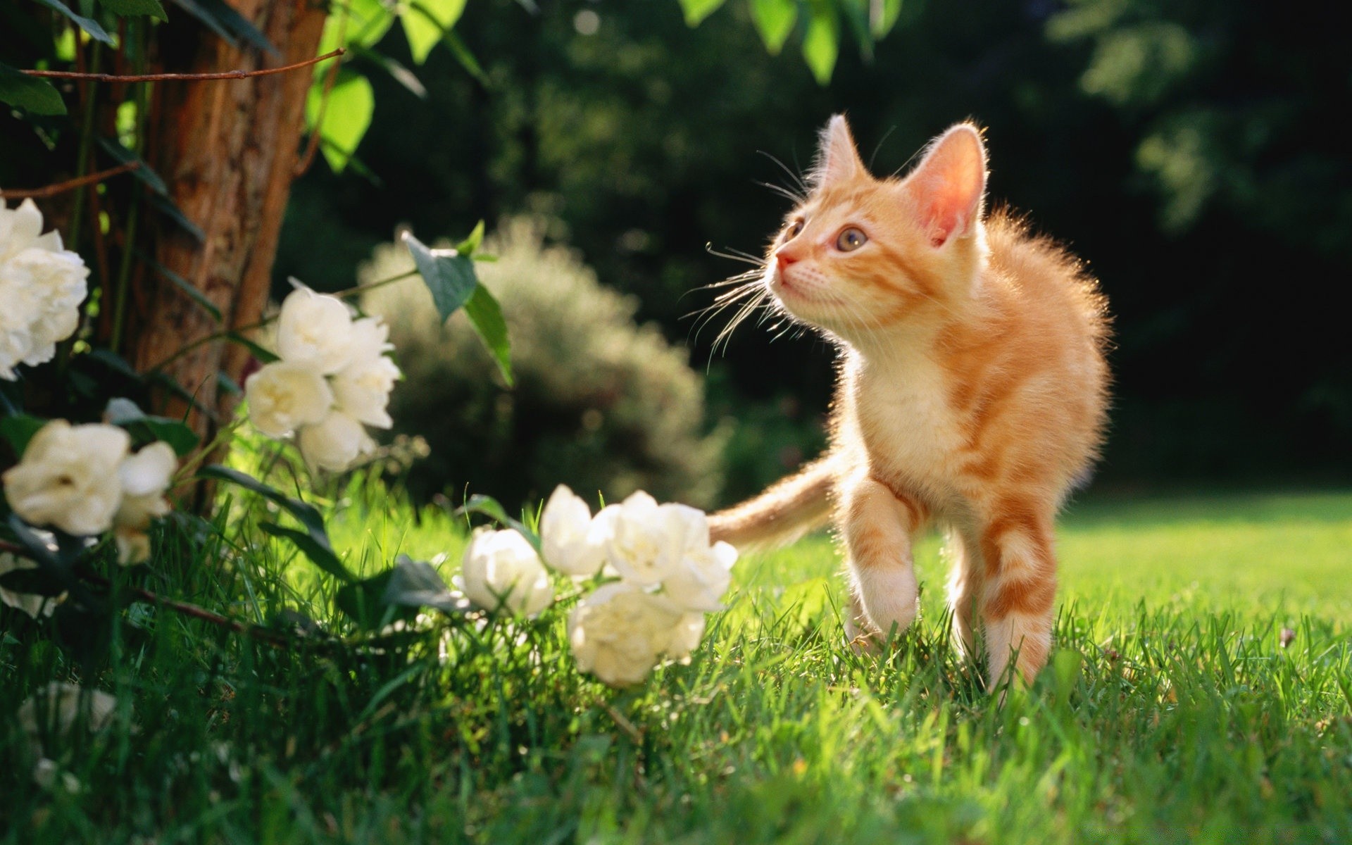 Cute cat walks in nature