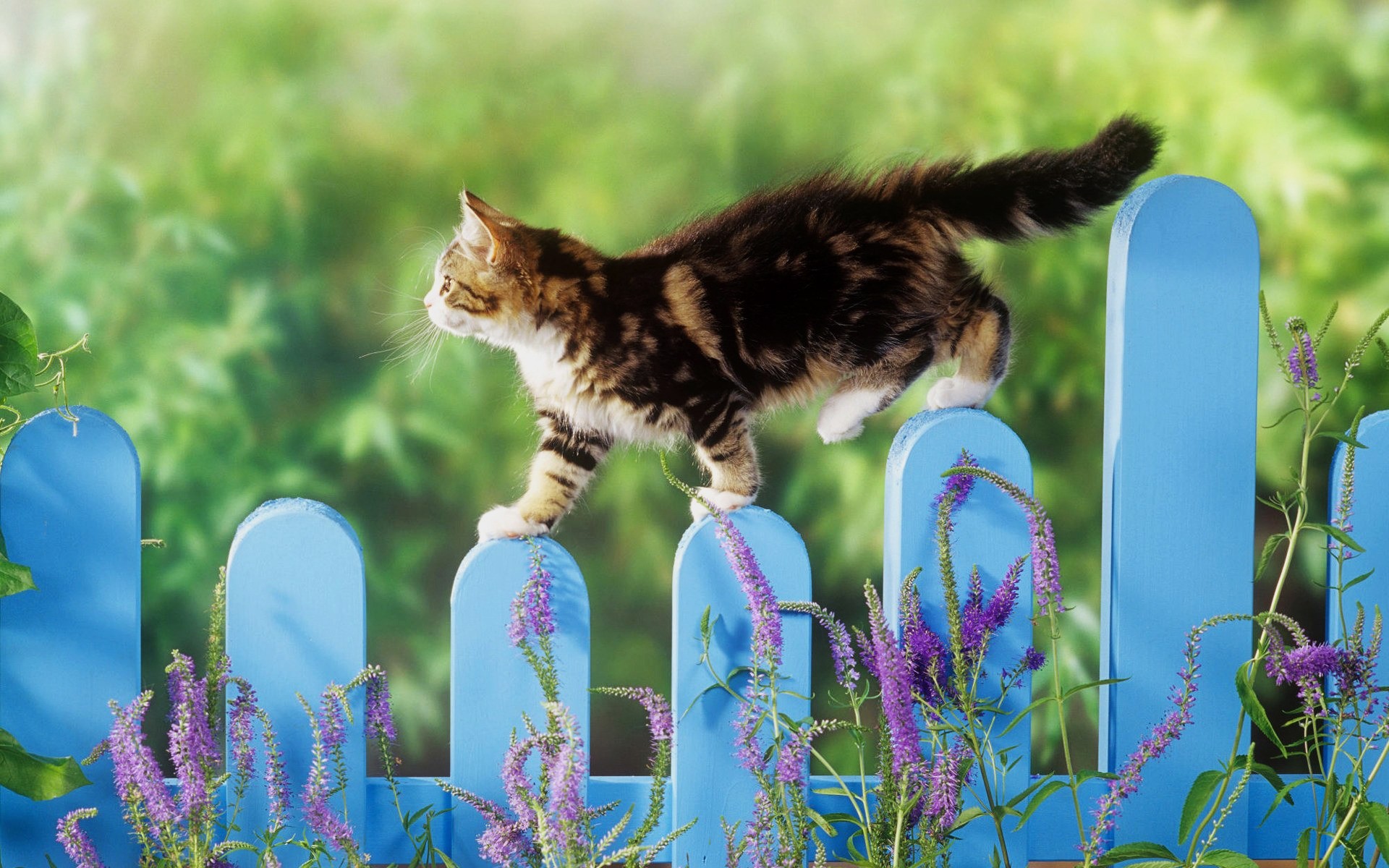 Domestic Cat outdoors