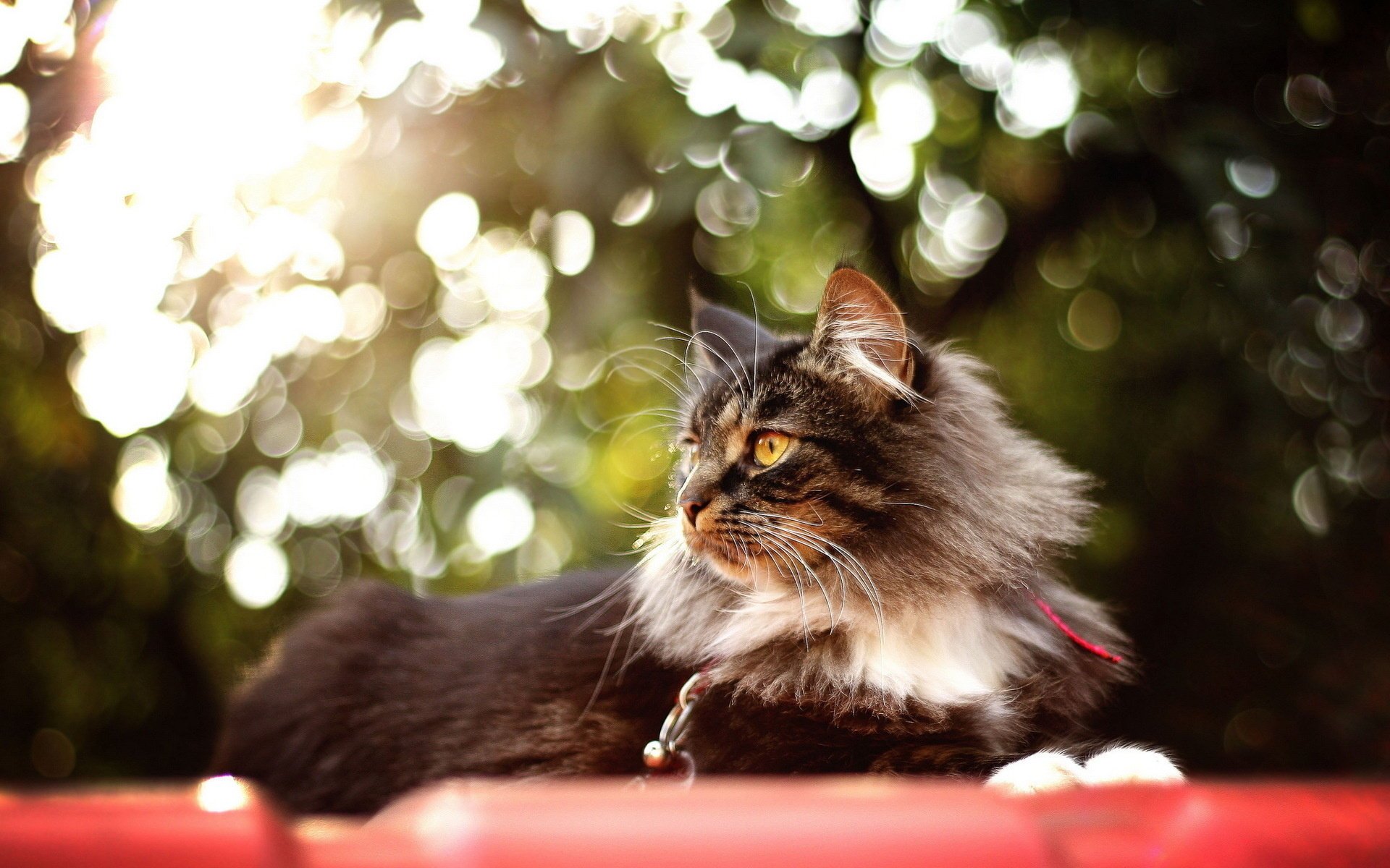 Fluffy cat enjoys summer