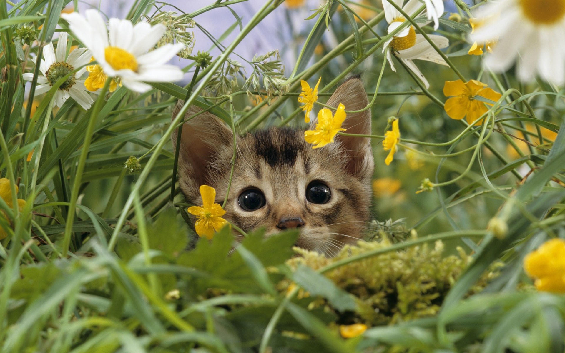 Cute kitten in the thick grass