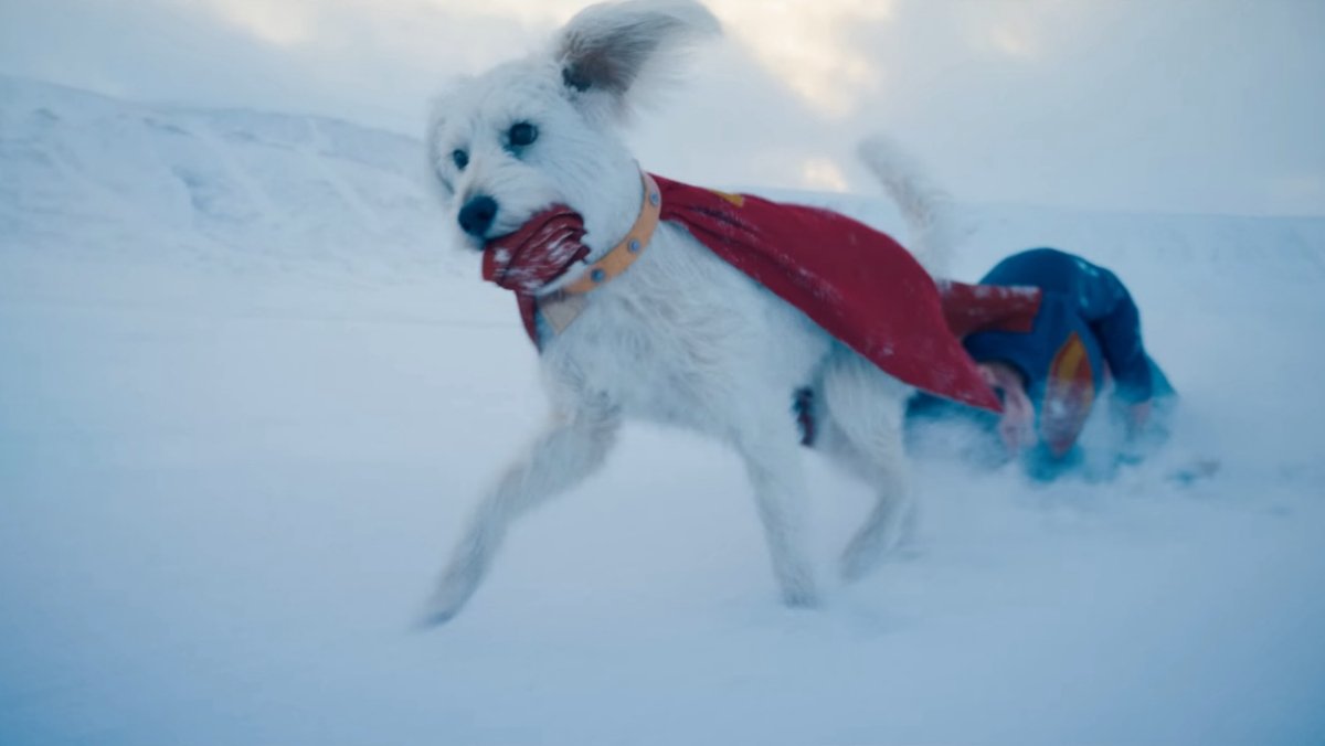 Adorable Video Shows James Gunn's Dog Losing It Watching Krypto the Superdog in SUPERMAN