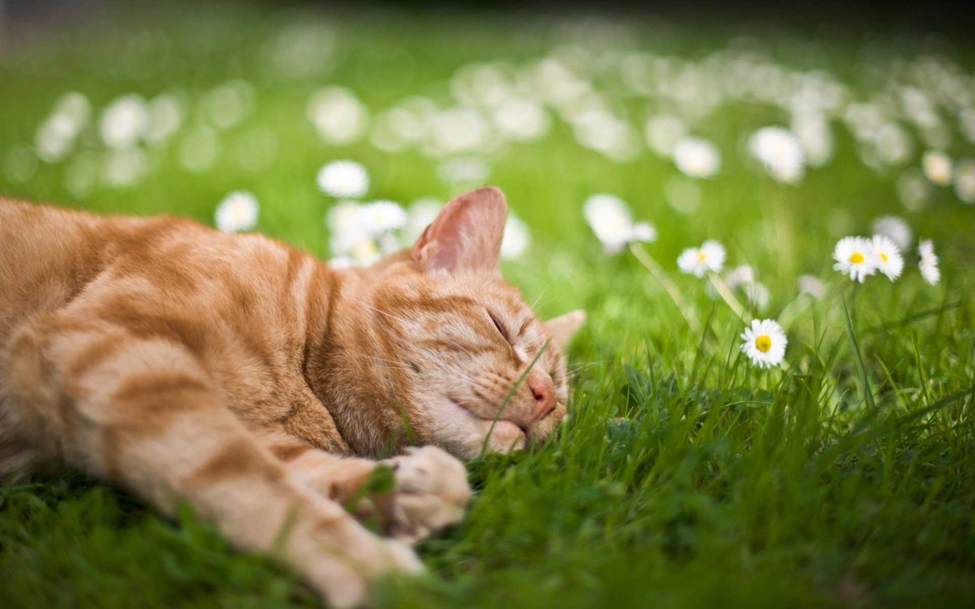 A Red Haired Cat Luxuriates On The Grass In Summer
