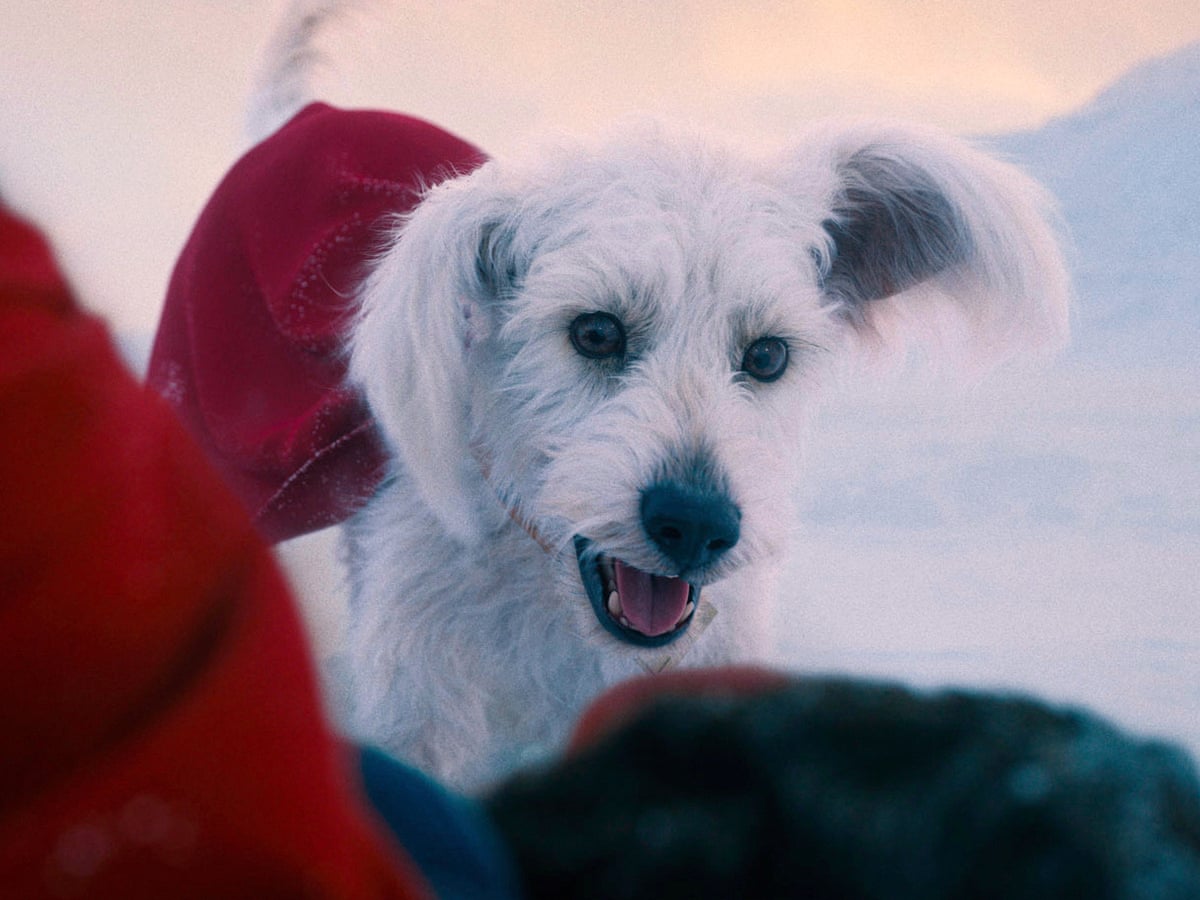 A real wag: Superman gets the bleak realities of dog ownership spot on