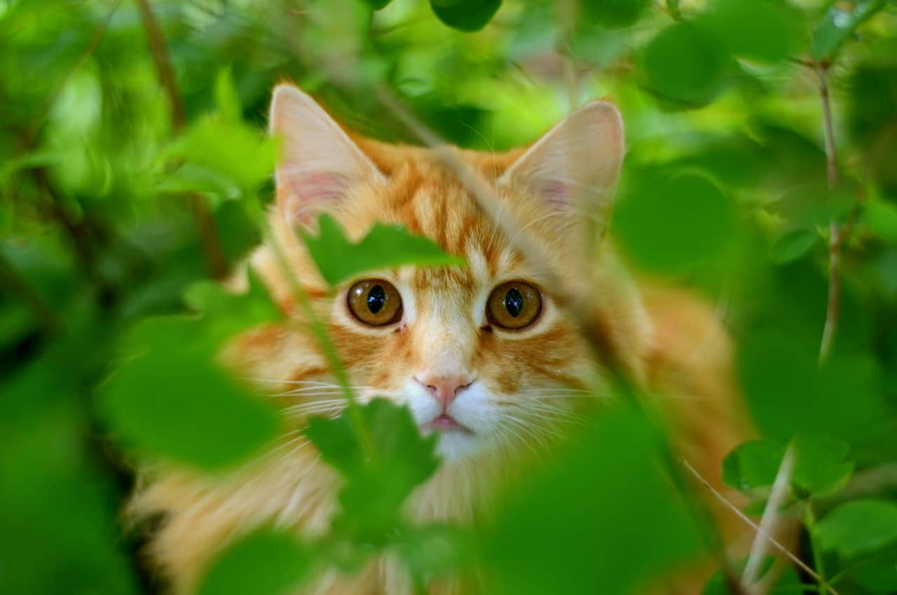 Heartwarming Photo of Orange Kittens™