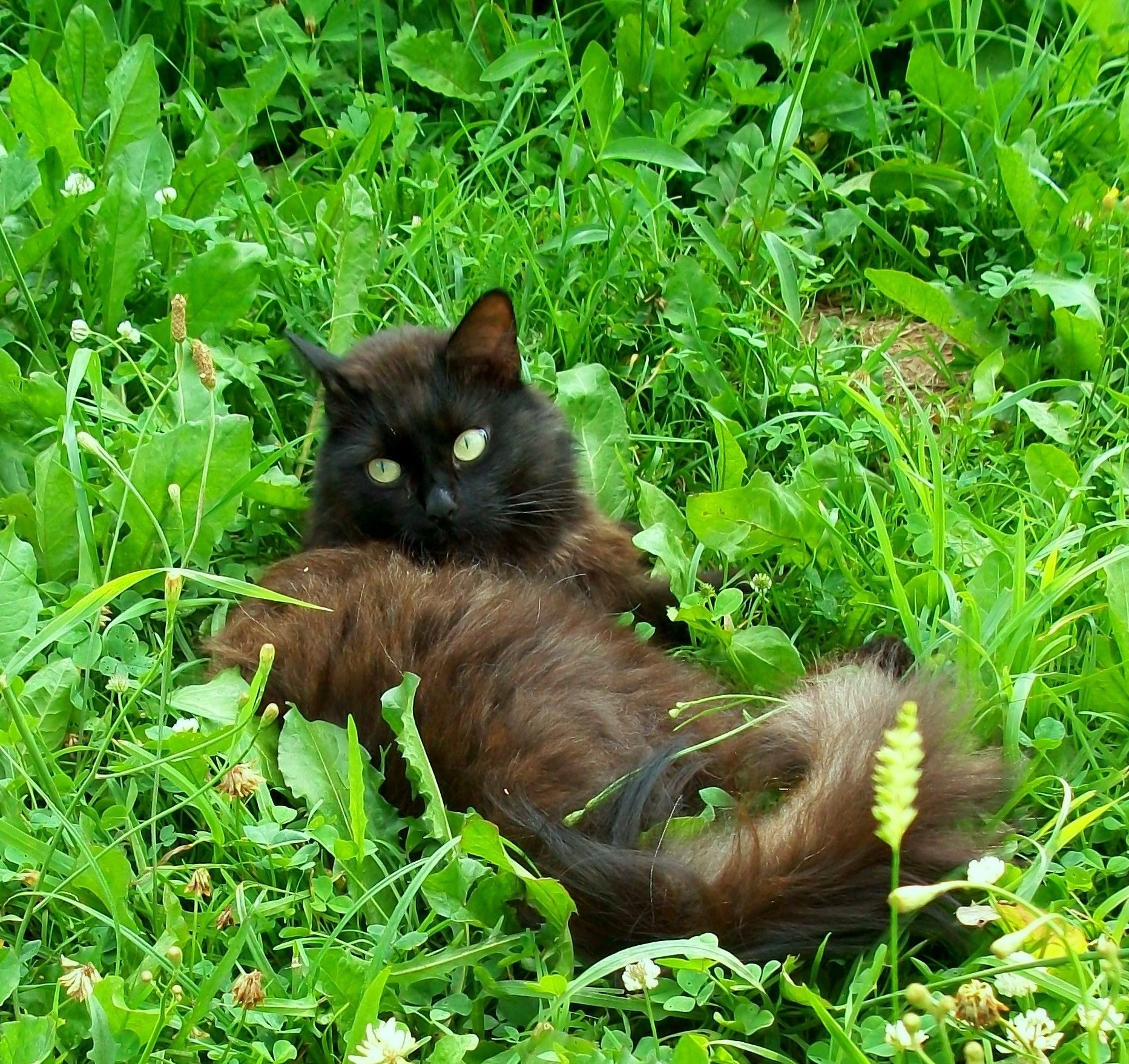 Summer, grass and no hassle, because I m a cat