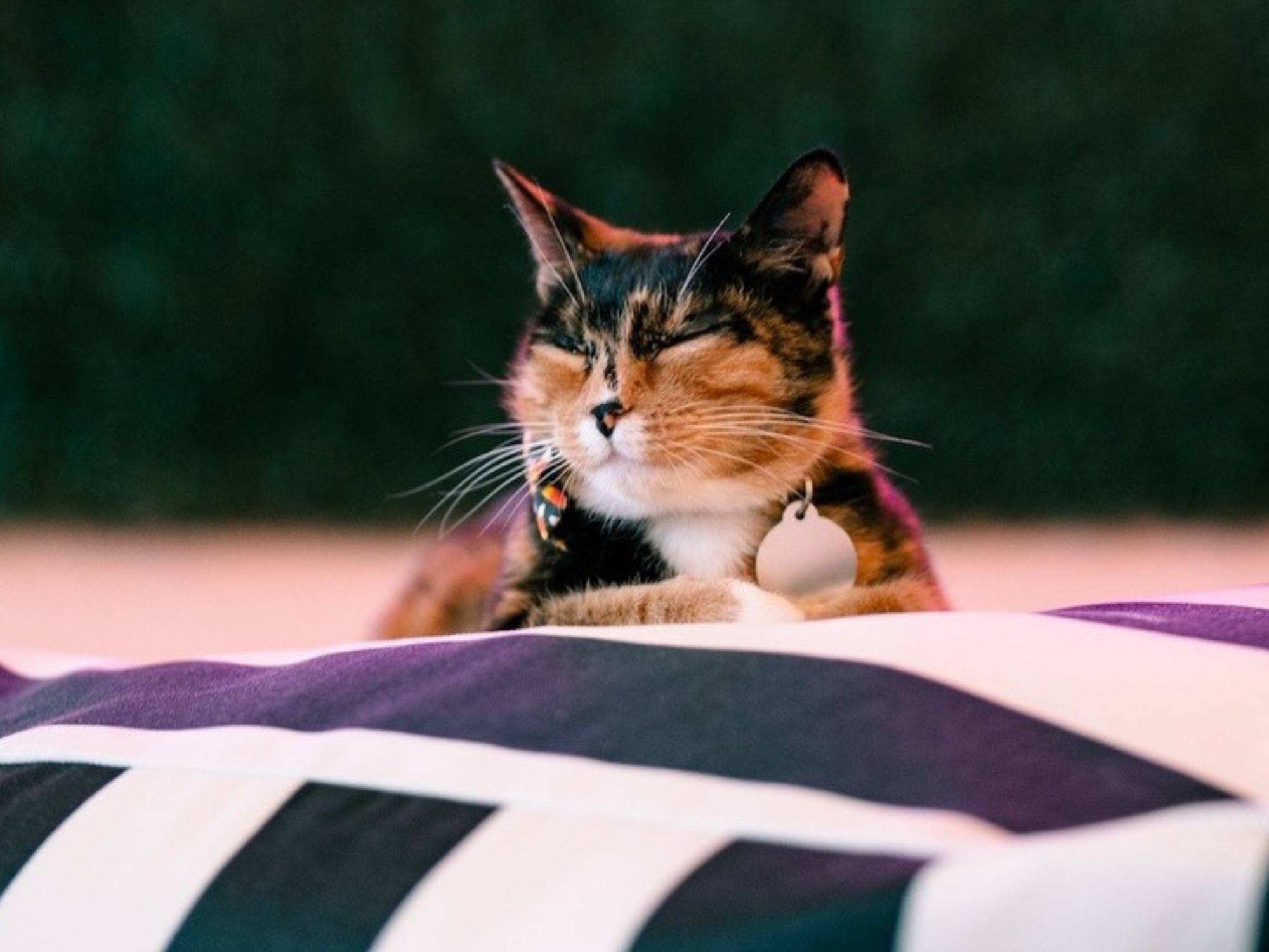 FACTS ABOUT CATS. NEKO: A Cat Cafe. SIP THE DRINKS. PET THE CATS. Seattle, WA & Bellingham, WA