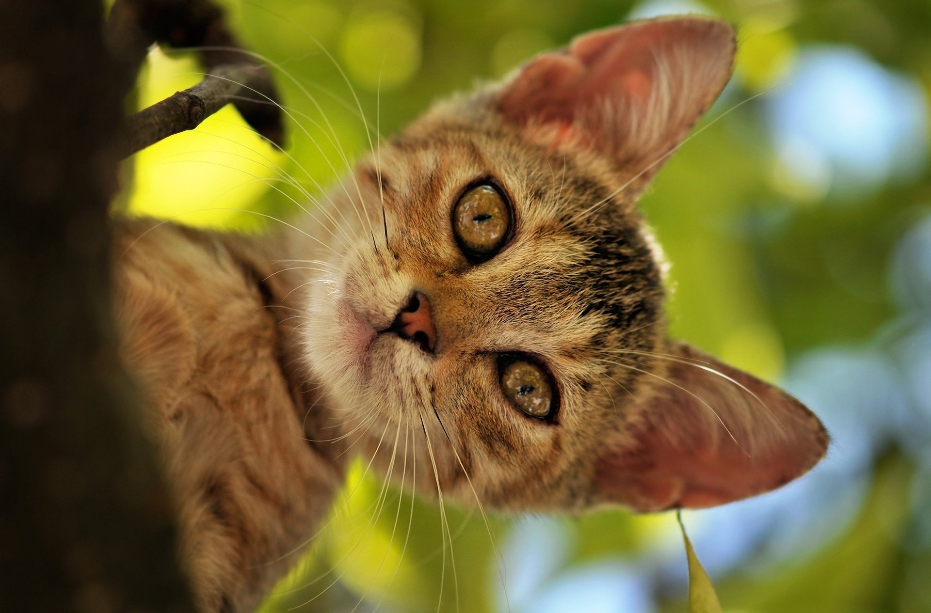 Big Eared, Gray Kitten On A Tree
