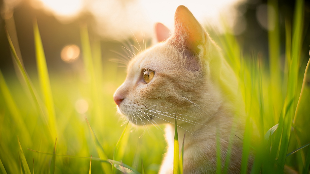 Photos Cats Head Staring Animals