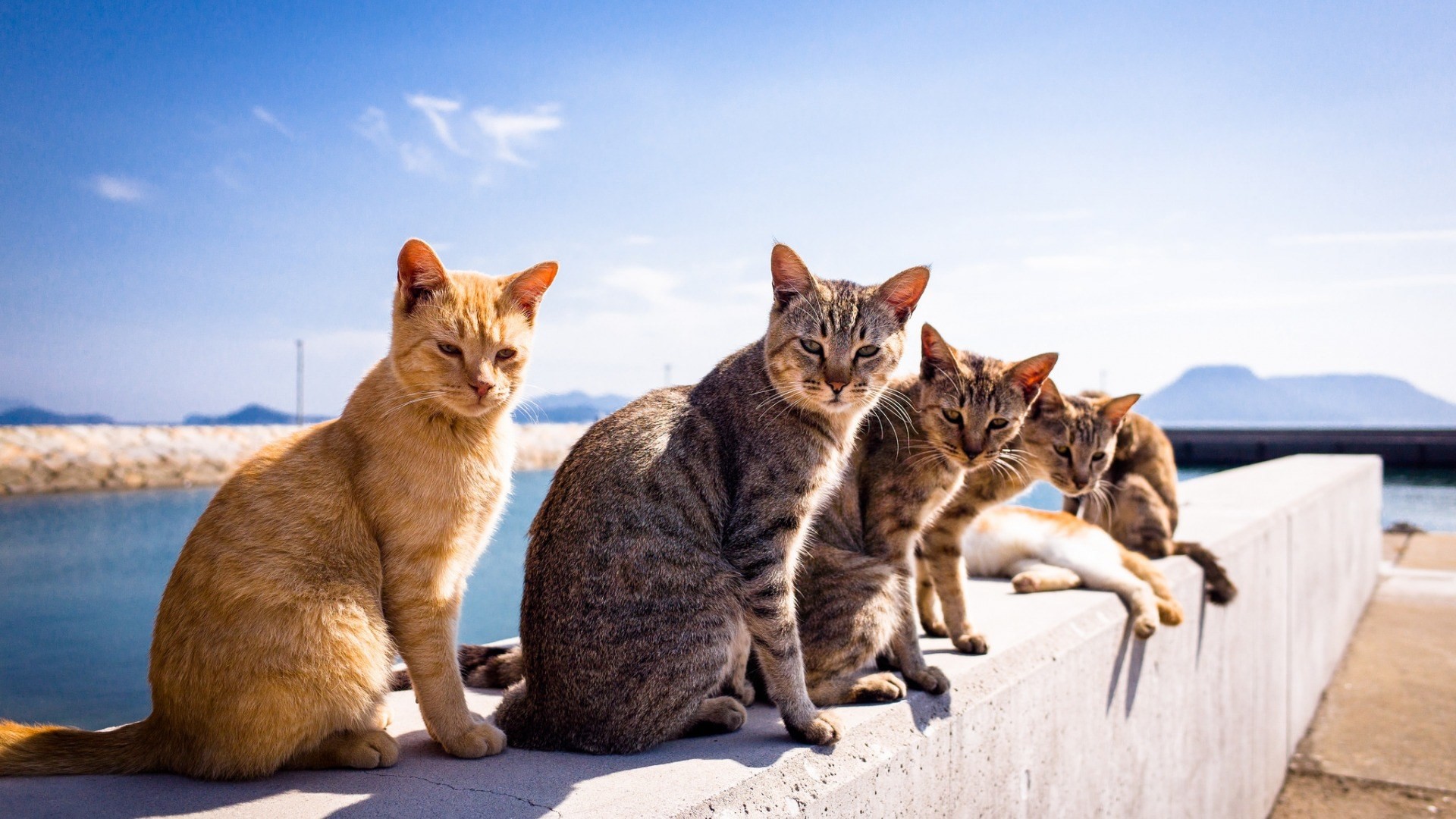 Cute Cat Wallpaper