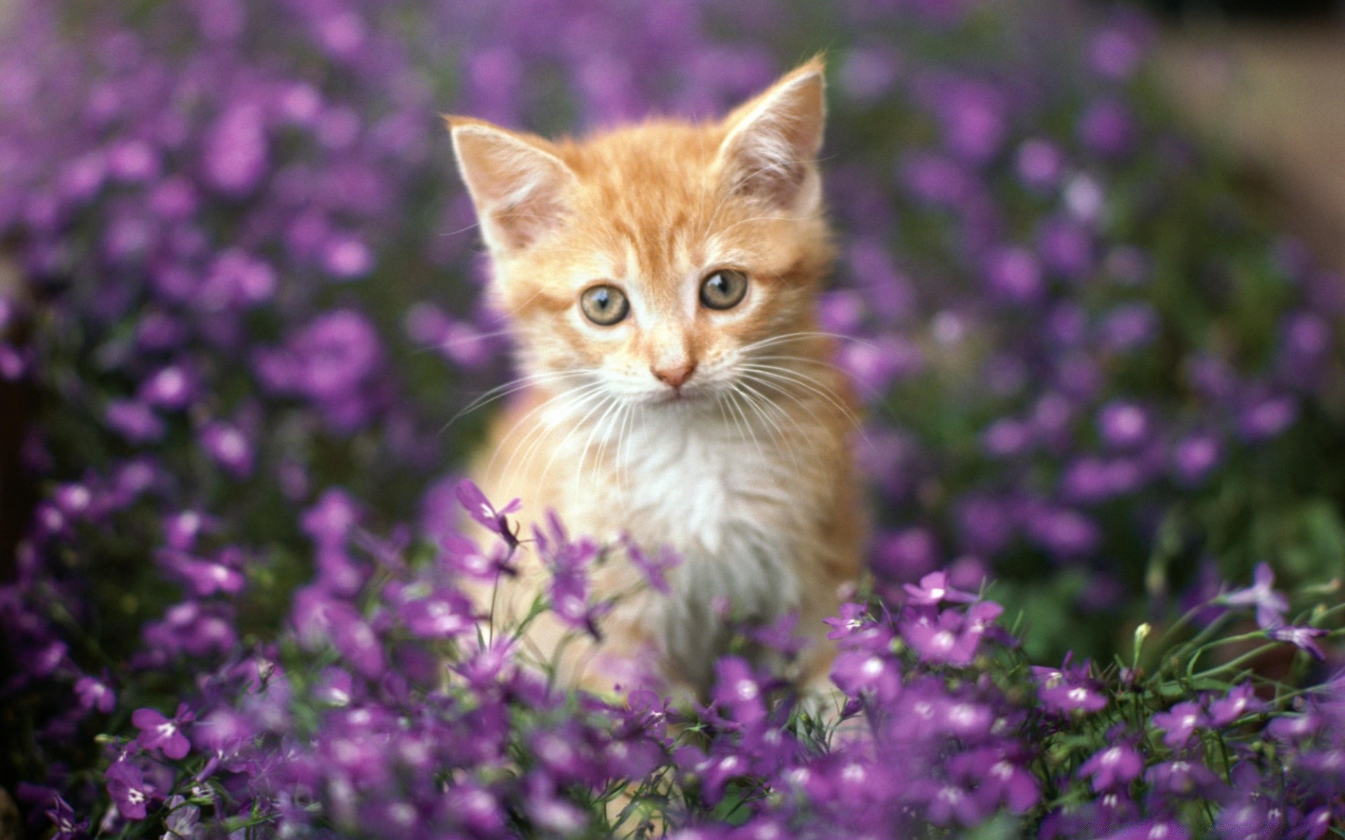 Nature field of violet flowers with a kitten