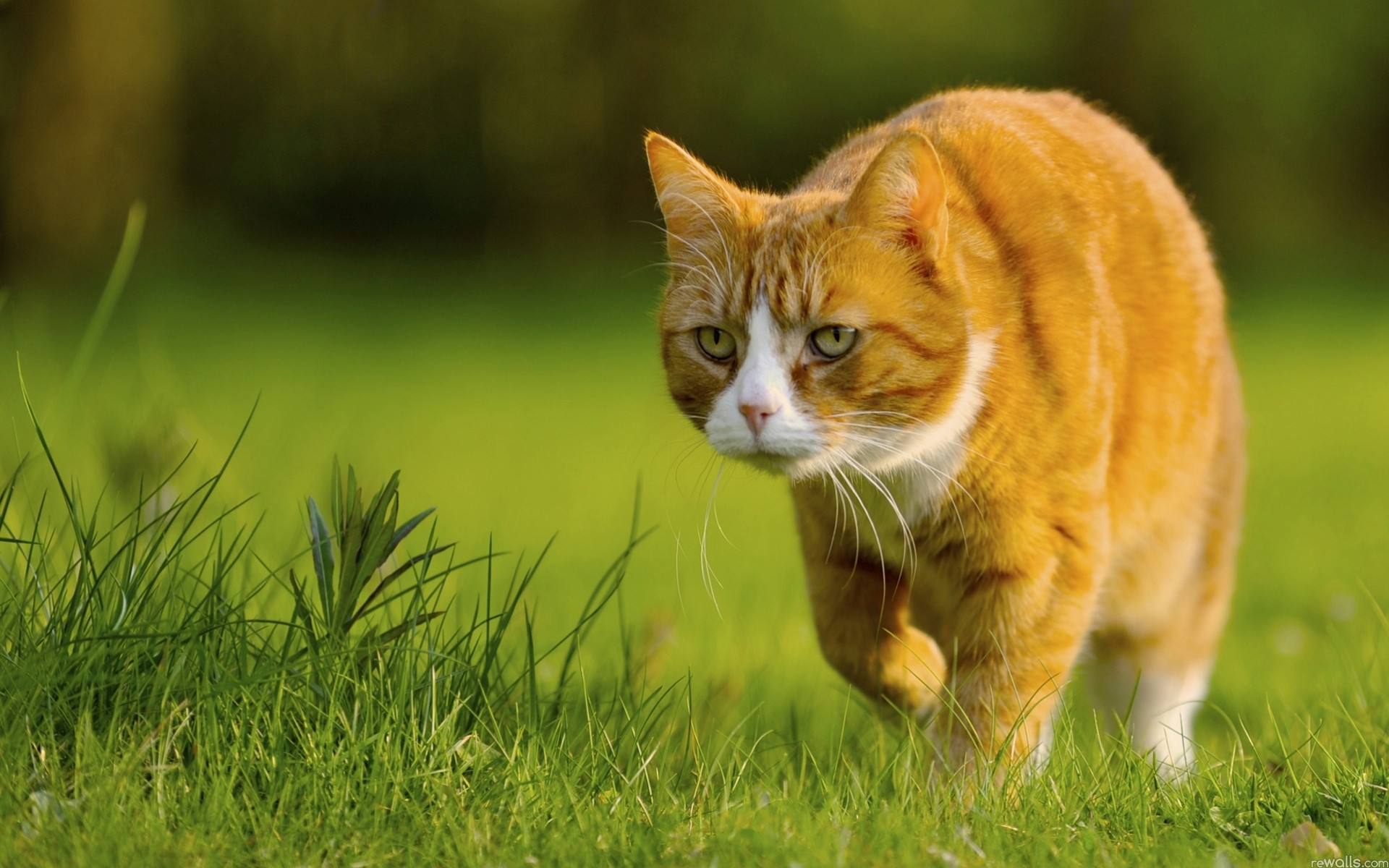 A cat walks on the green grass in summer