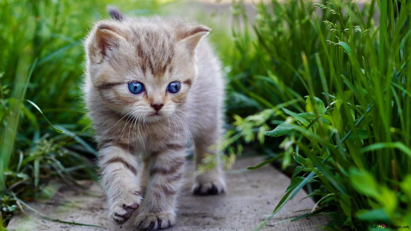 Cat, grass, kitty, cute HD wallpaper download