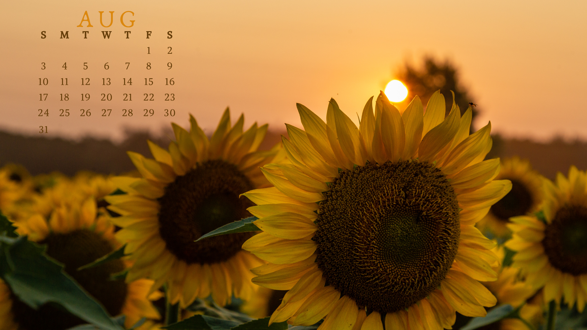 Free August 2025 Desktop Calendar Background (EASY DOWNLOAD)
