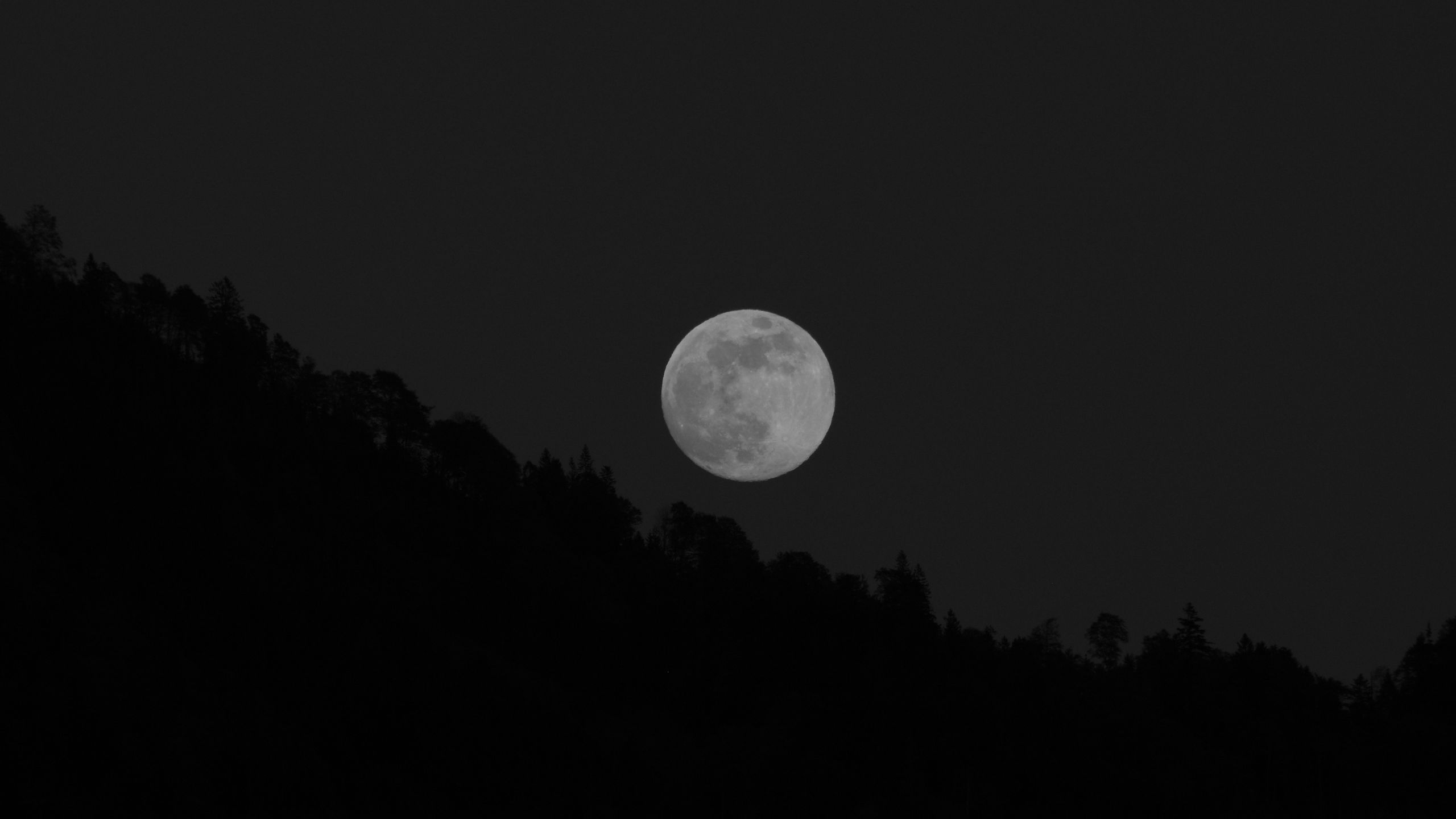 Download wallpaper 2560x1440 moon, full moon, trees, bw widescreen 16:9 HD background