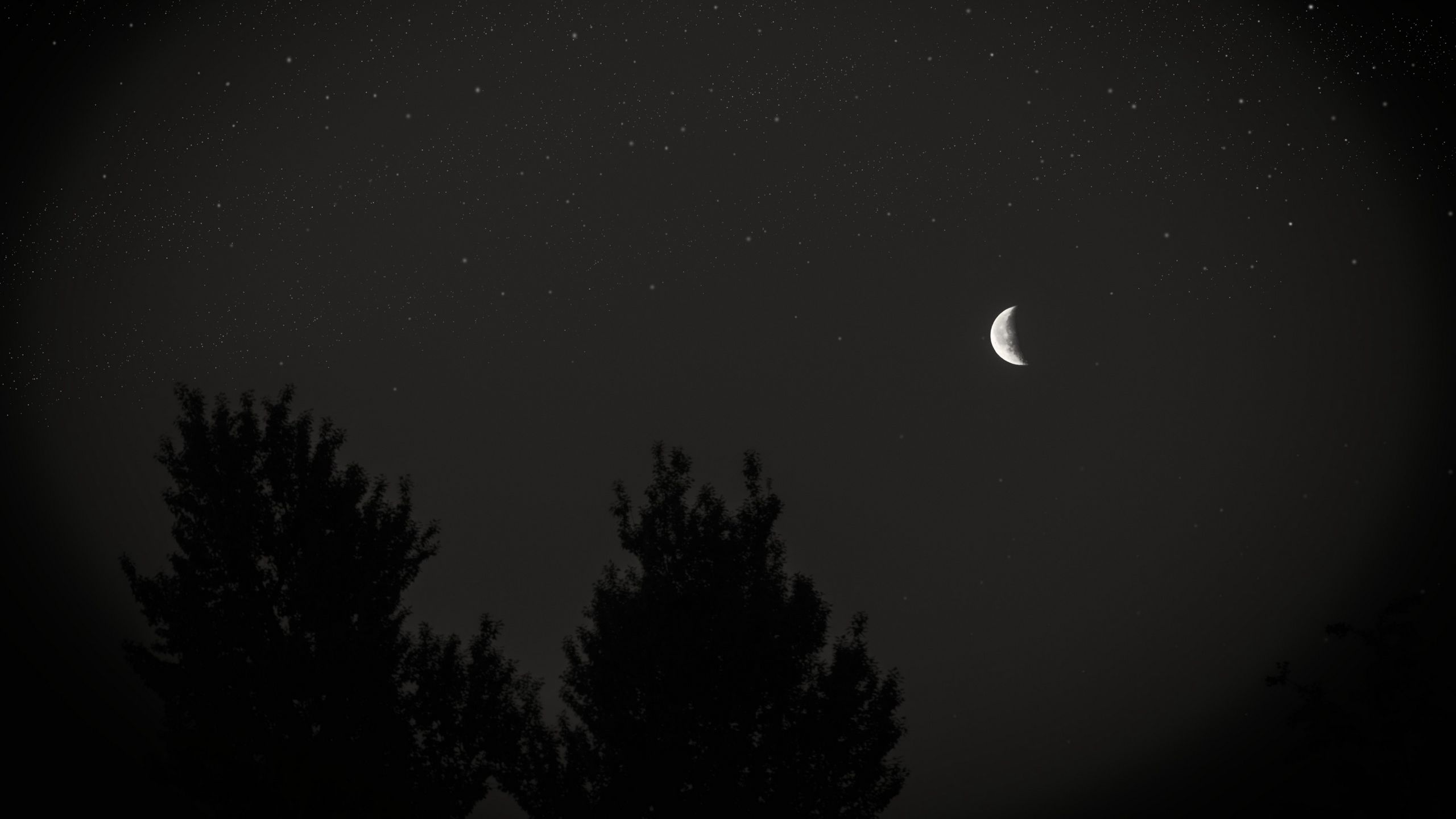 Download wallpaper 2560x1440 moon, night, sky, tree, stars, dark widescreen 16:9 HD background