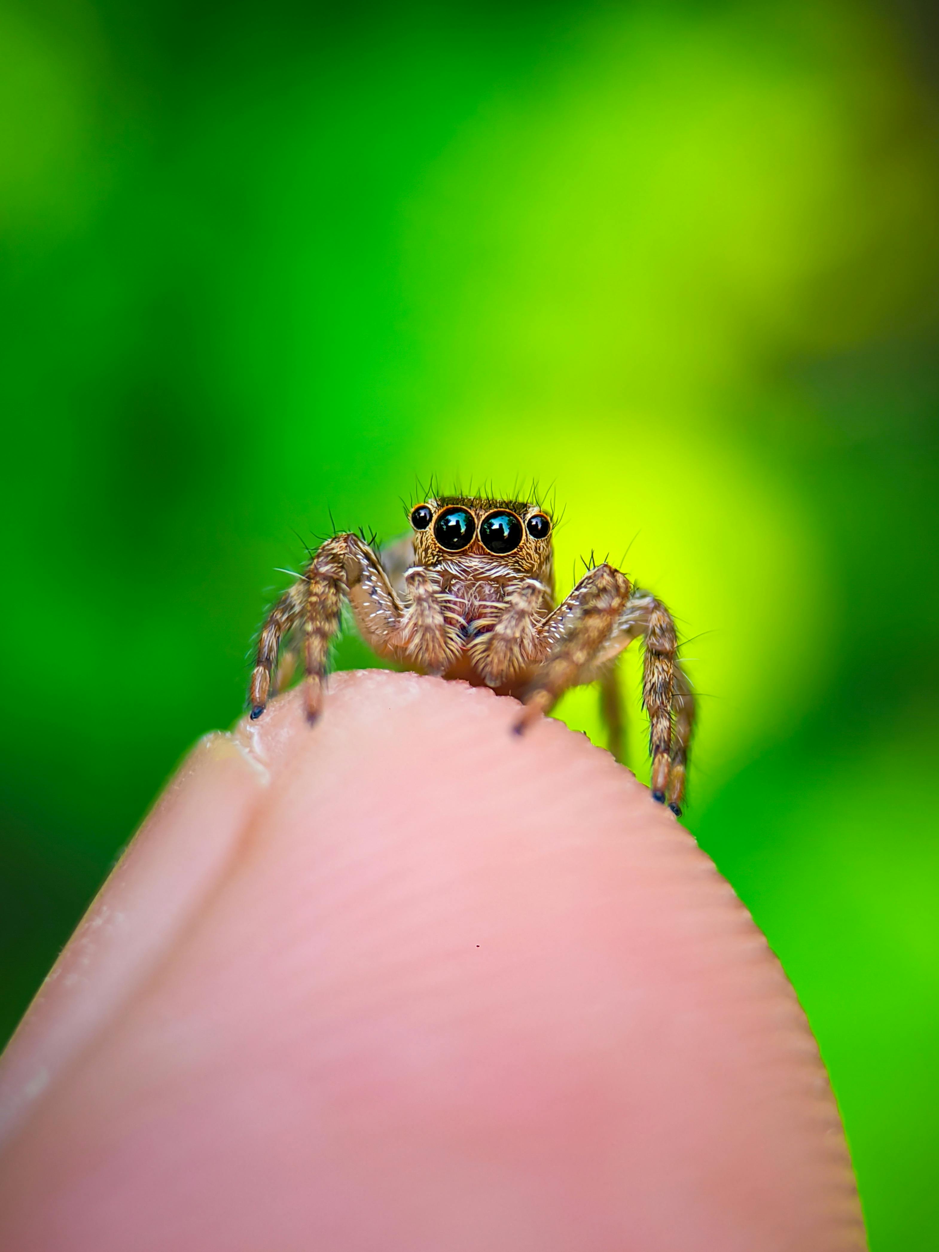 A Spider on a Finger · Free
