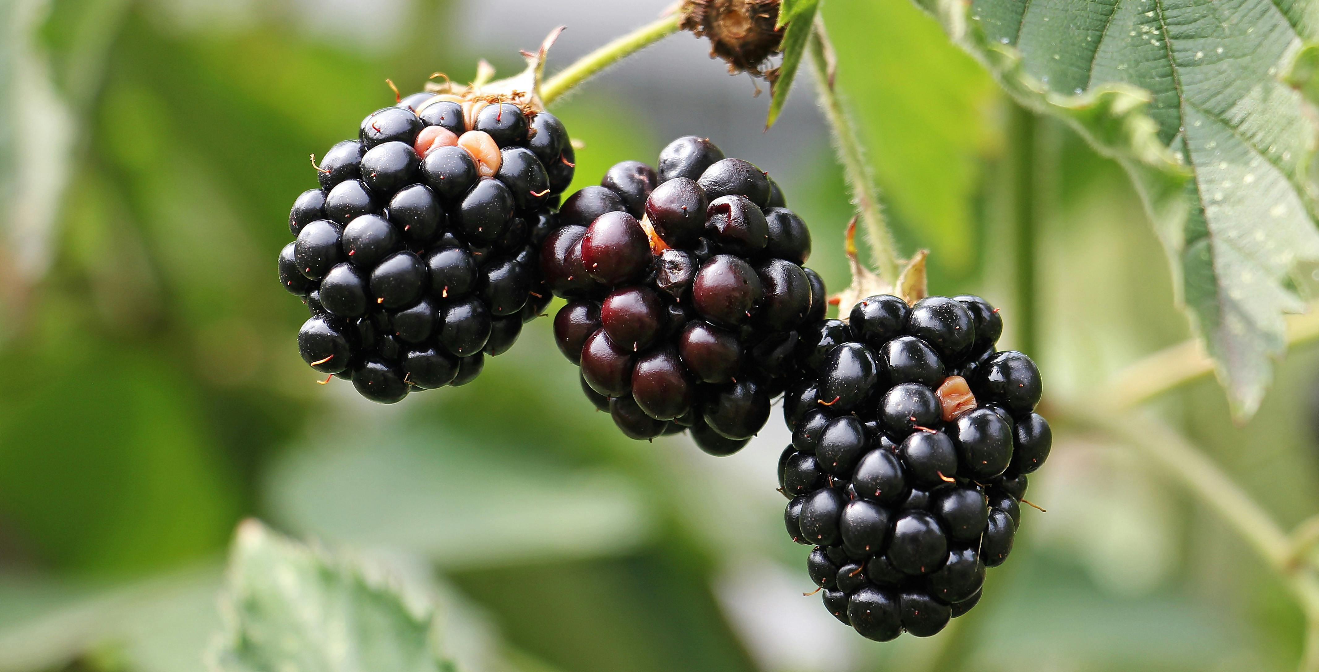 Blackberries Photo, Download The BEST Free Blackberries & HD Image