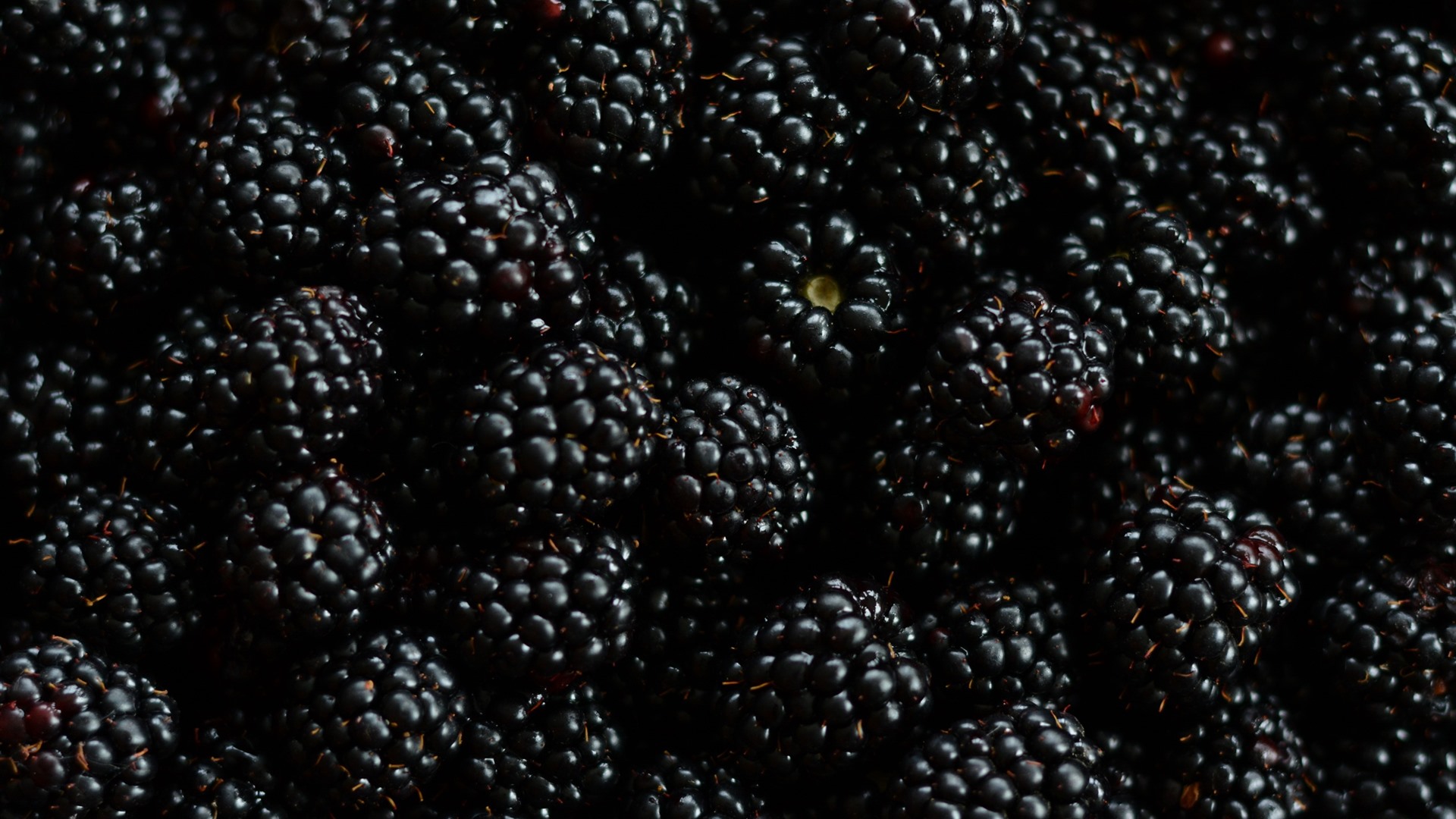 Wallpaper Many blackberries, berries, fruit 2560x1600 Picture, Image