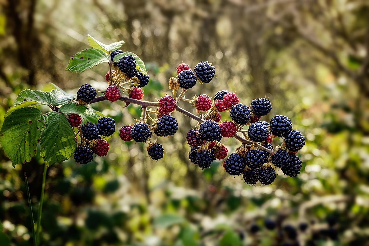 Free Rubus Fruticosus & Blackberry Image