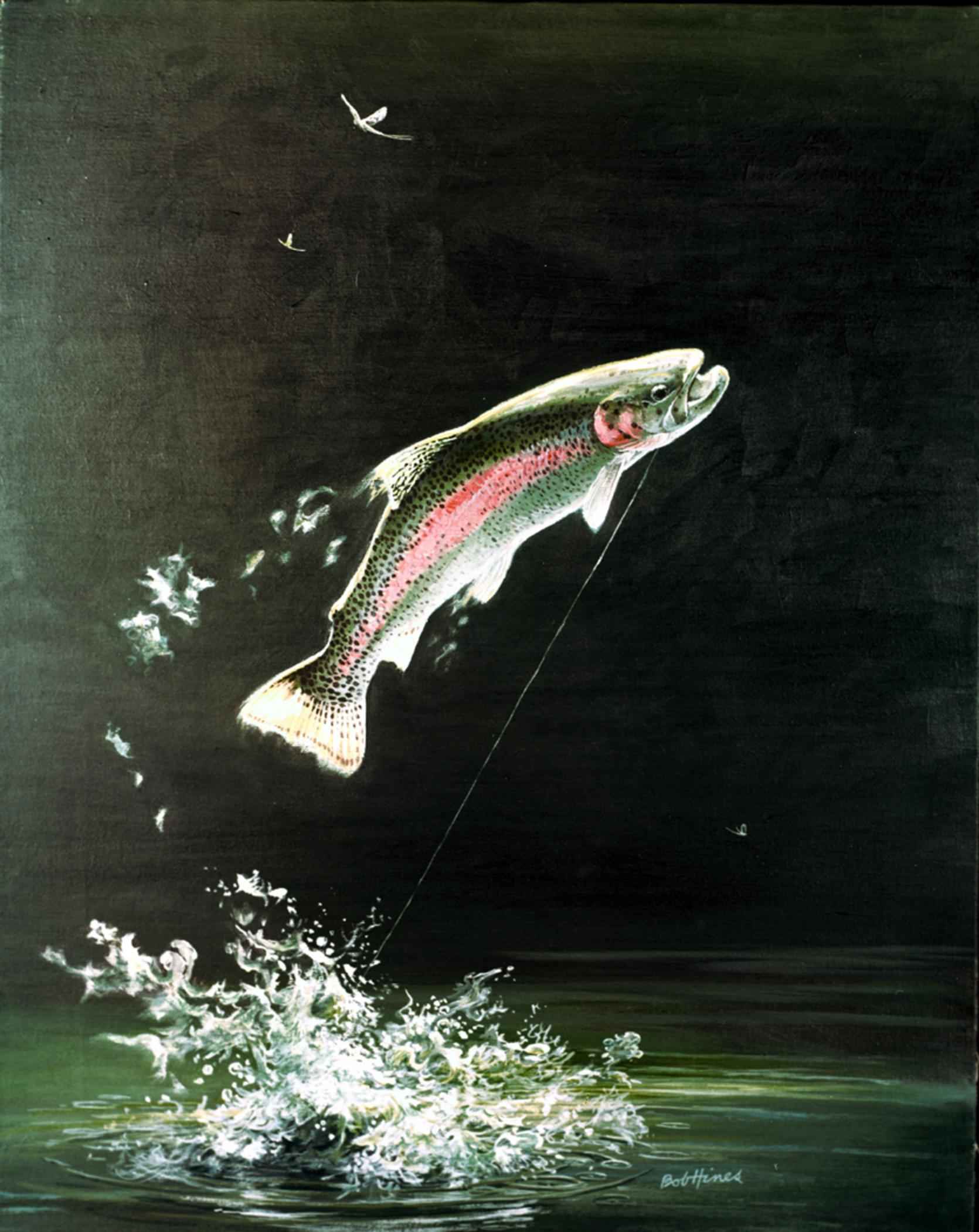 Rainbow trout fish salmo