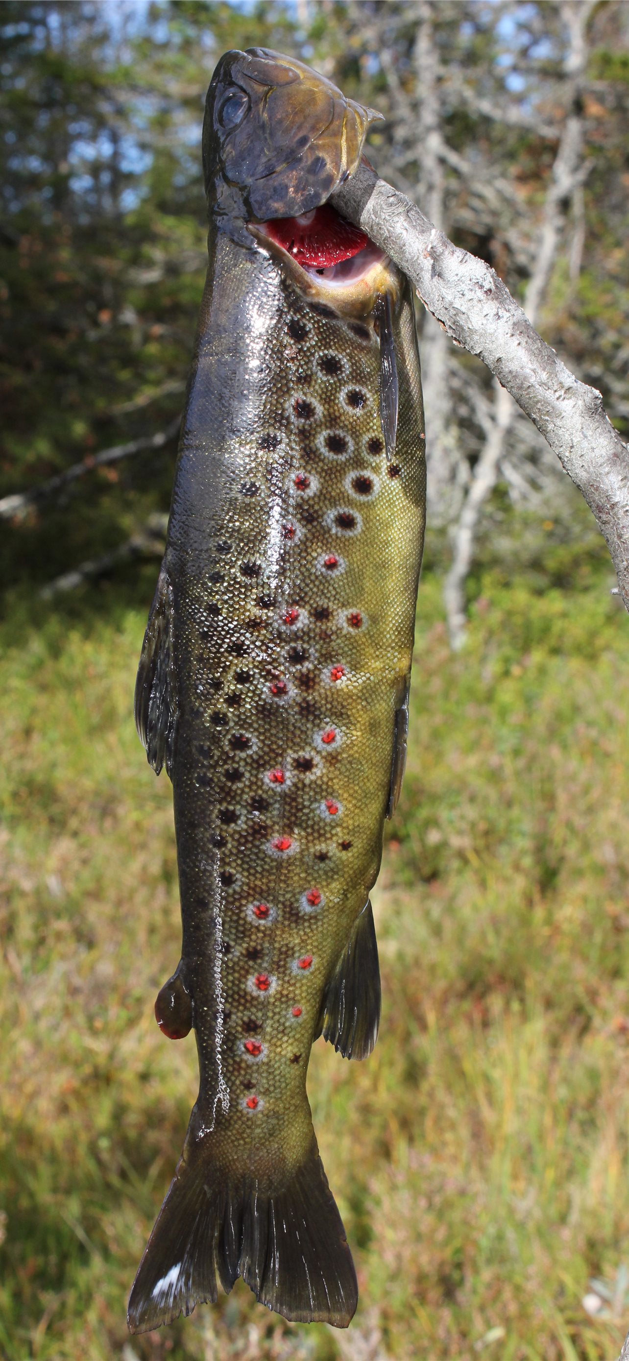 rainbow trout iPhone Wallpaper Free Download