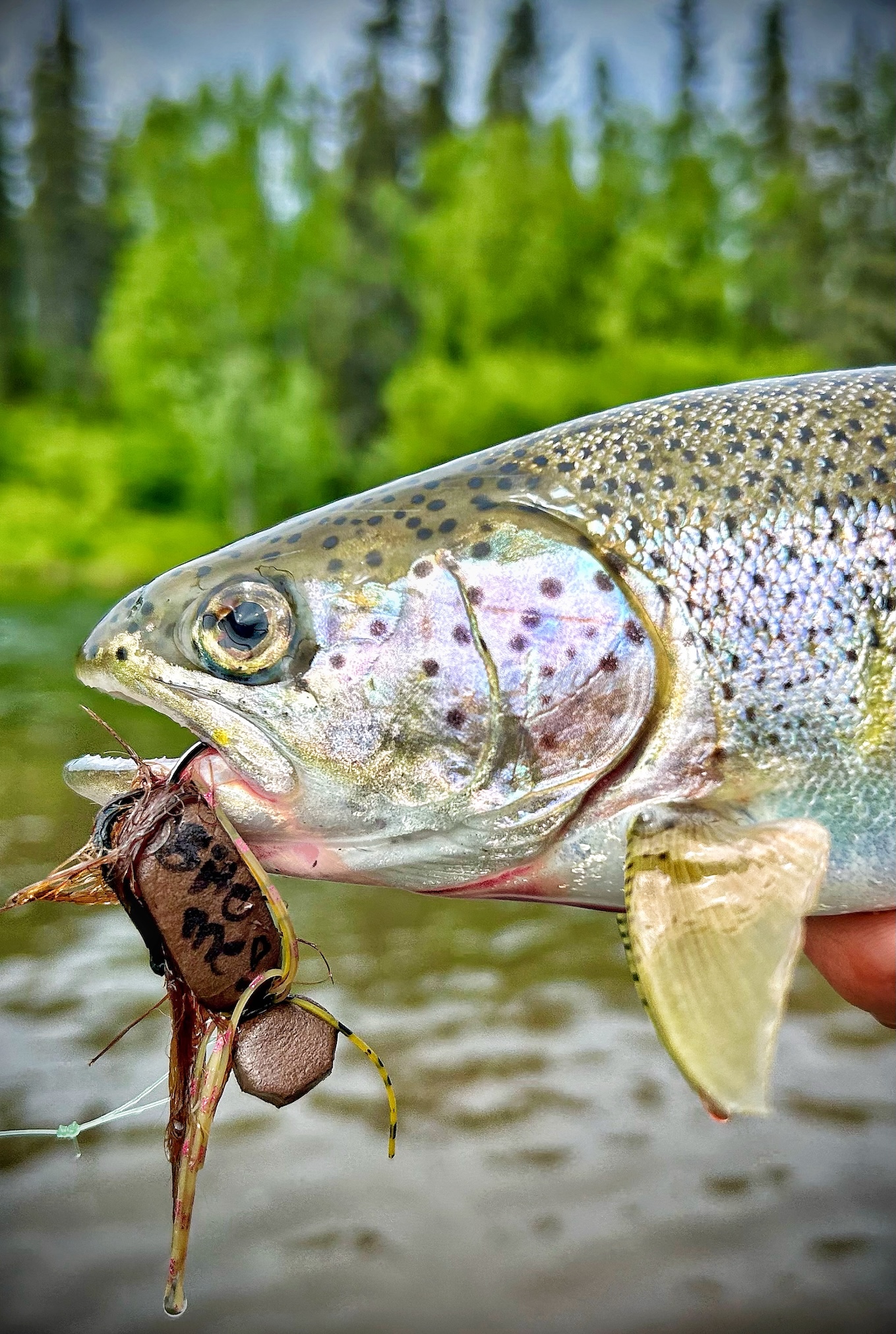 Fish Species's Bearclaw Lodge