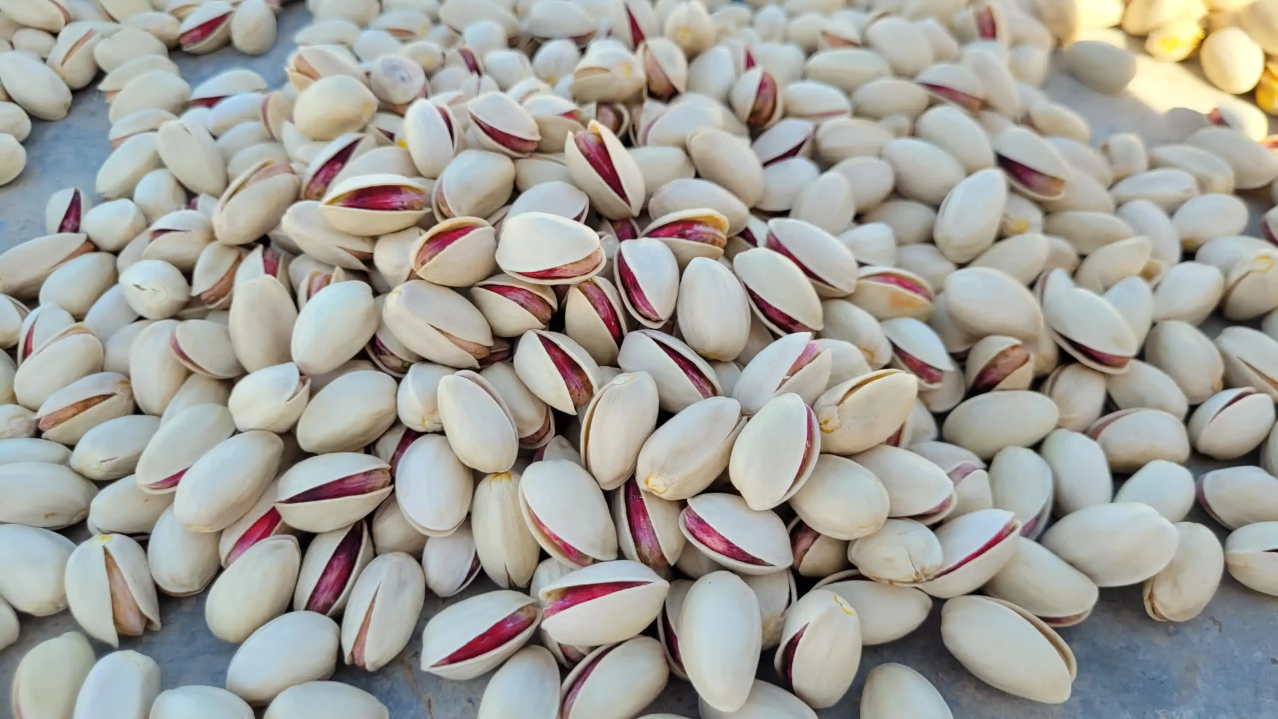 2024 Pistachio Harvest Insights & Market Trends