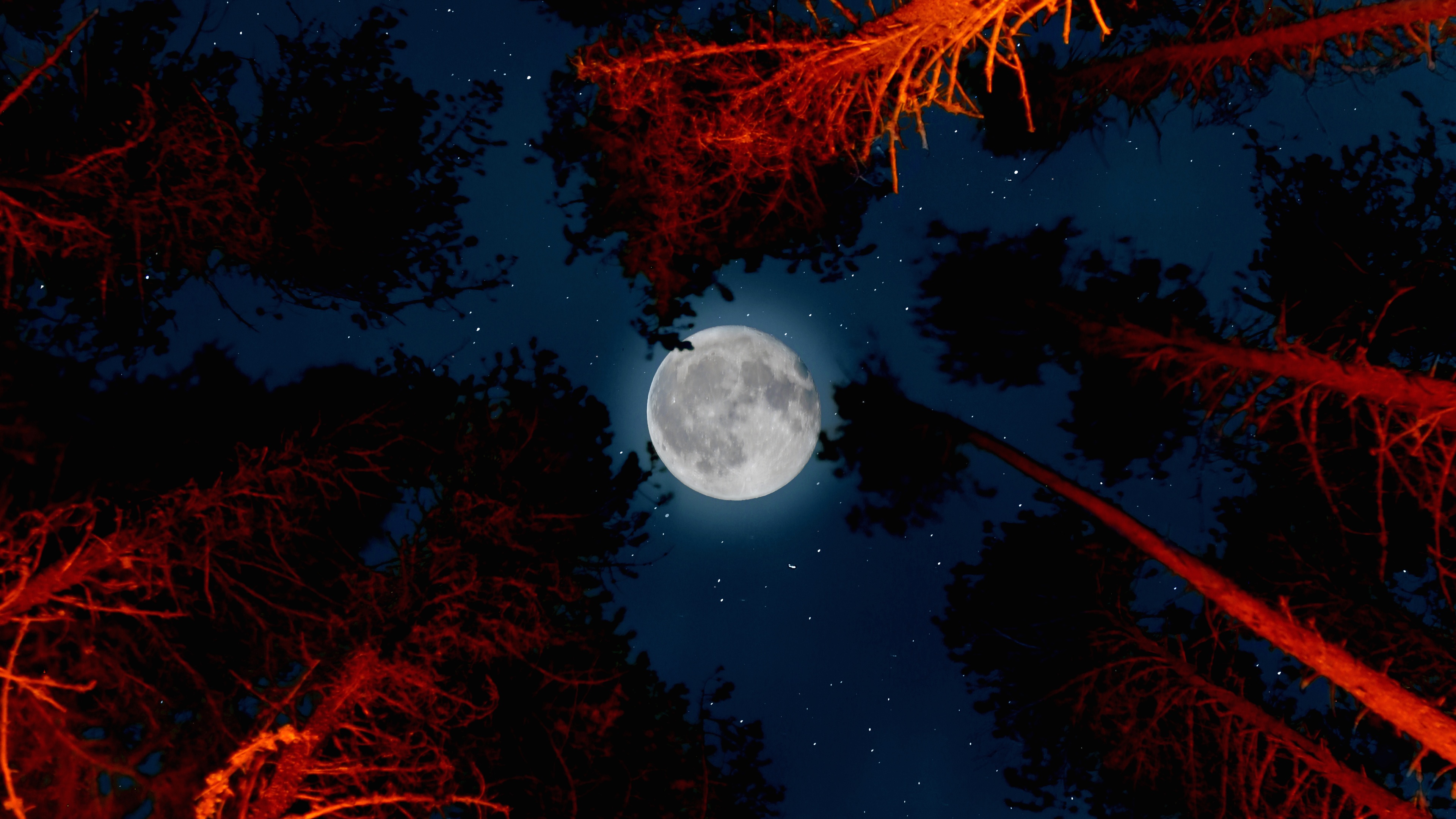 Full moon Wallpaper 4K, Trees, Sky view, Night, Campfire