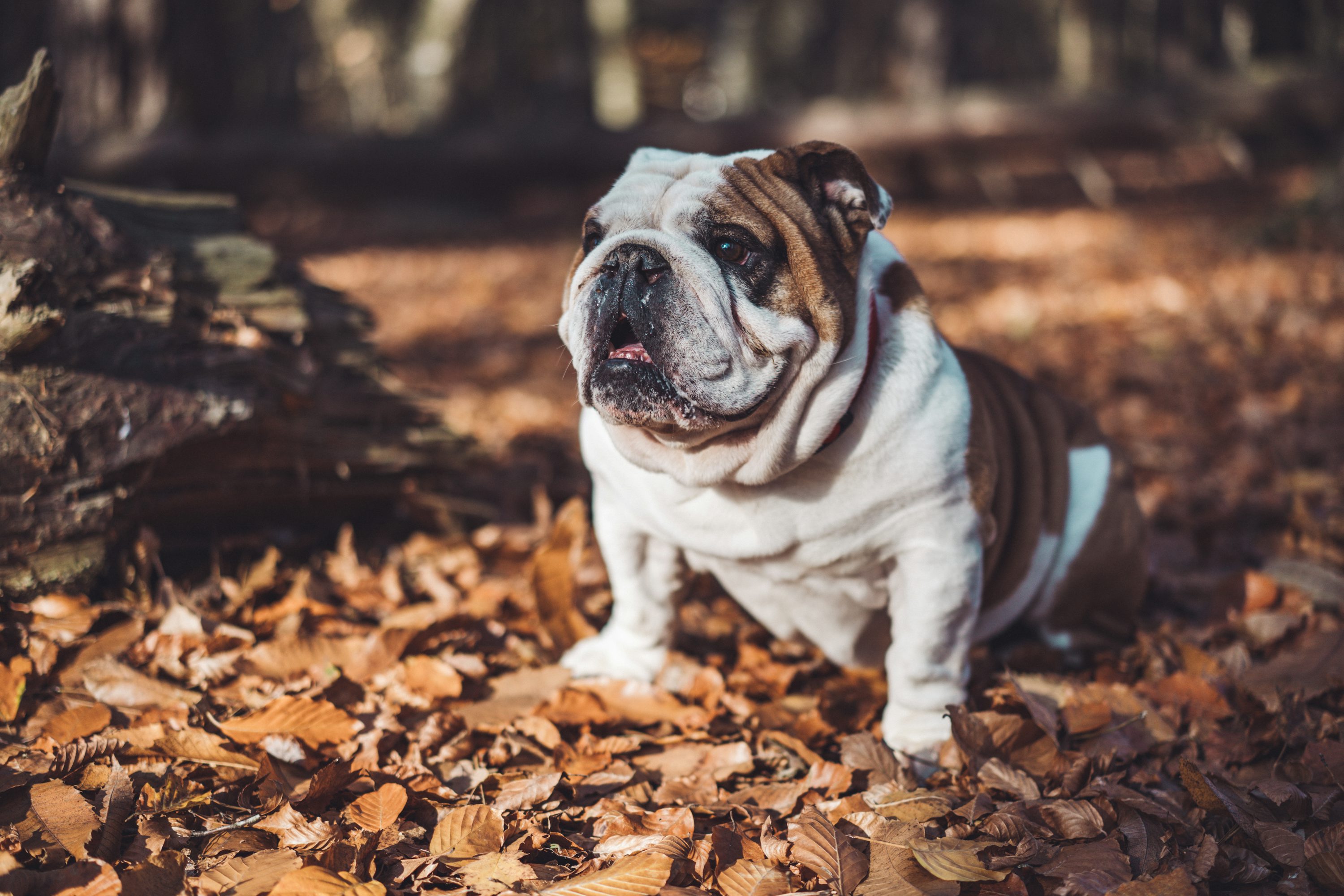 English Bulldog Picture. Download Free Image