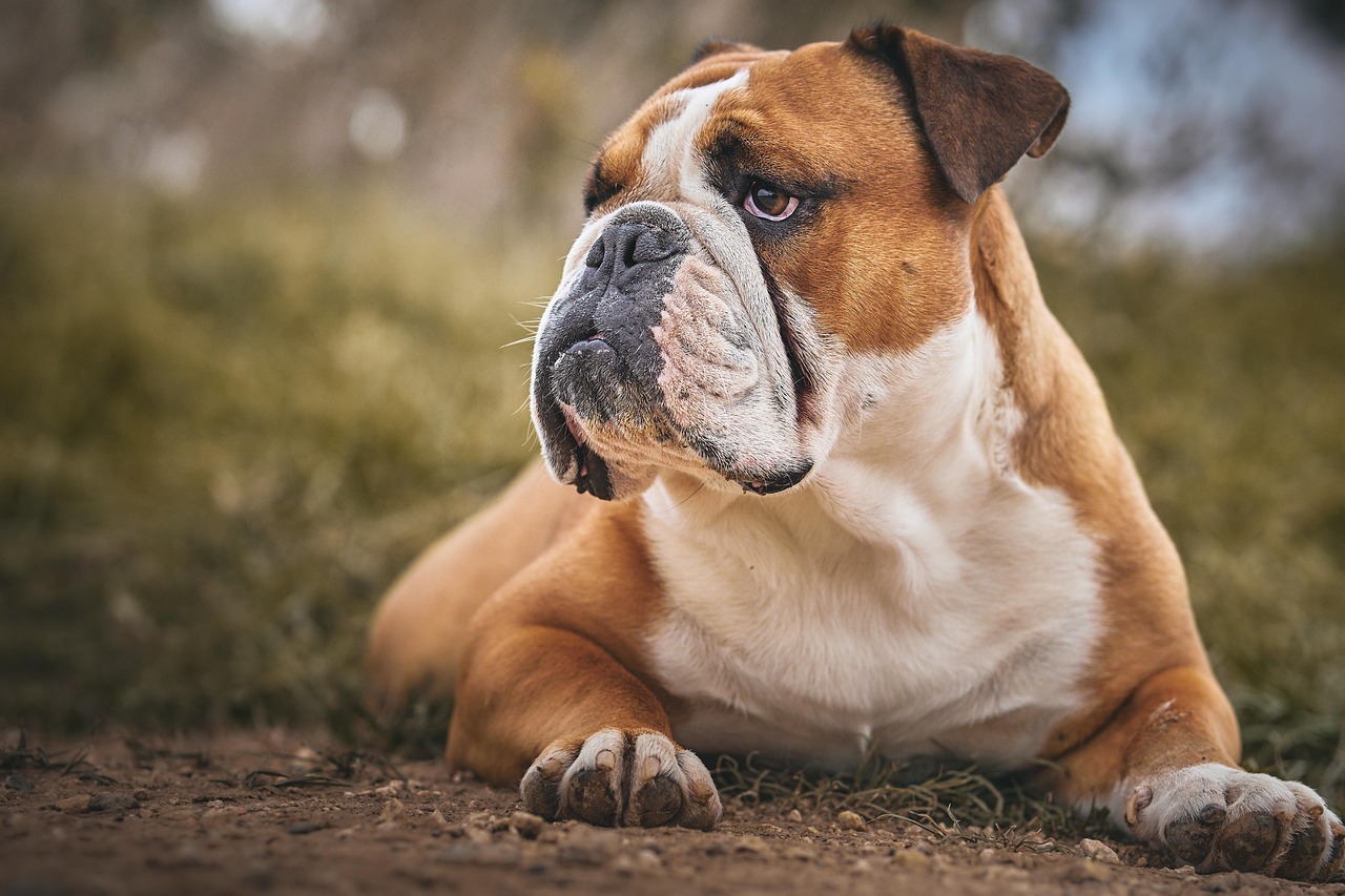 Free English Bulldog & Dog Image