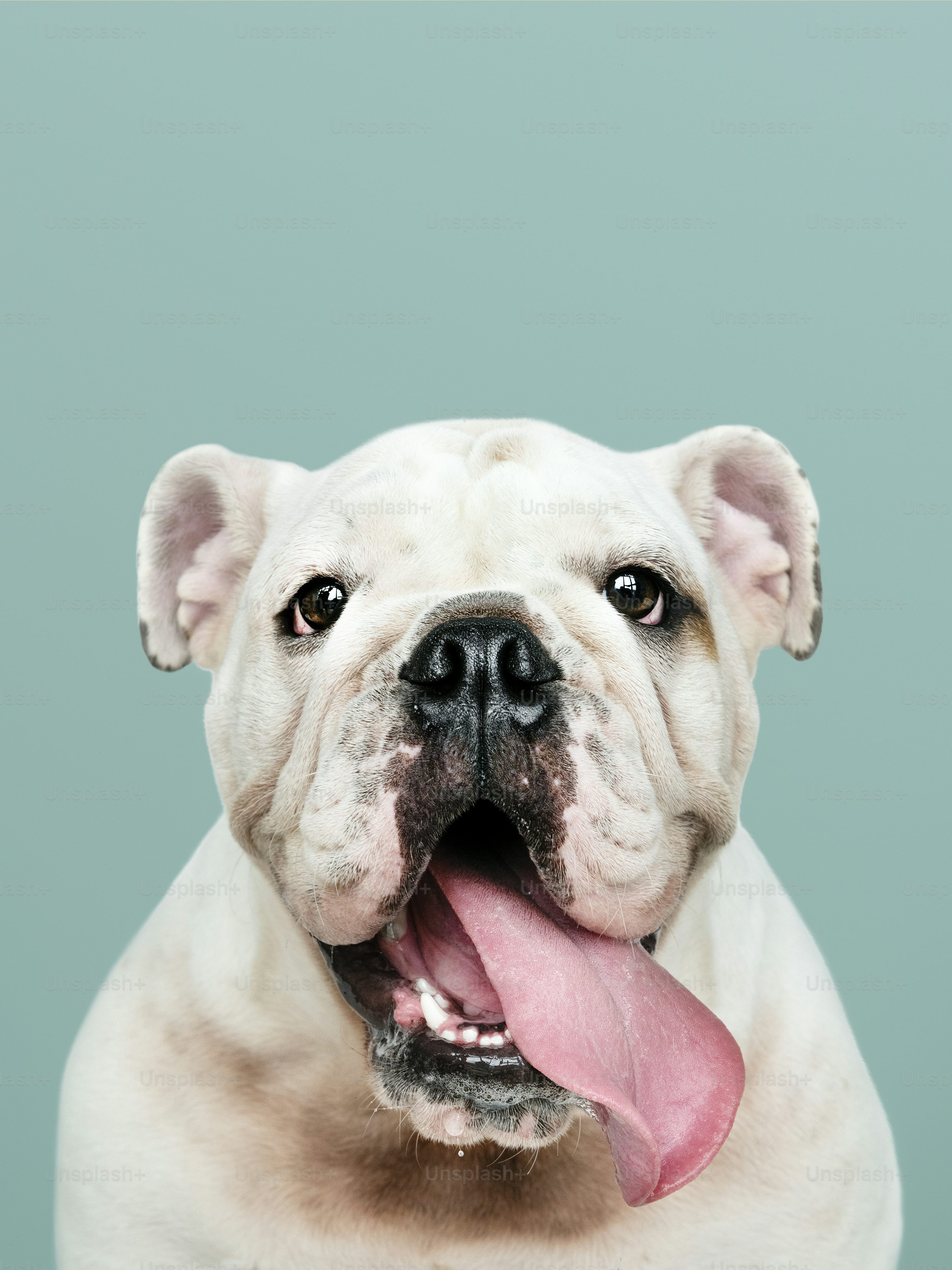 English Bulldog Picture. Download Free Image