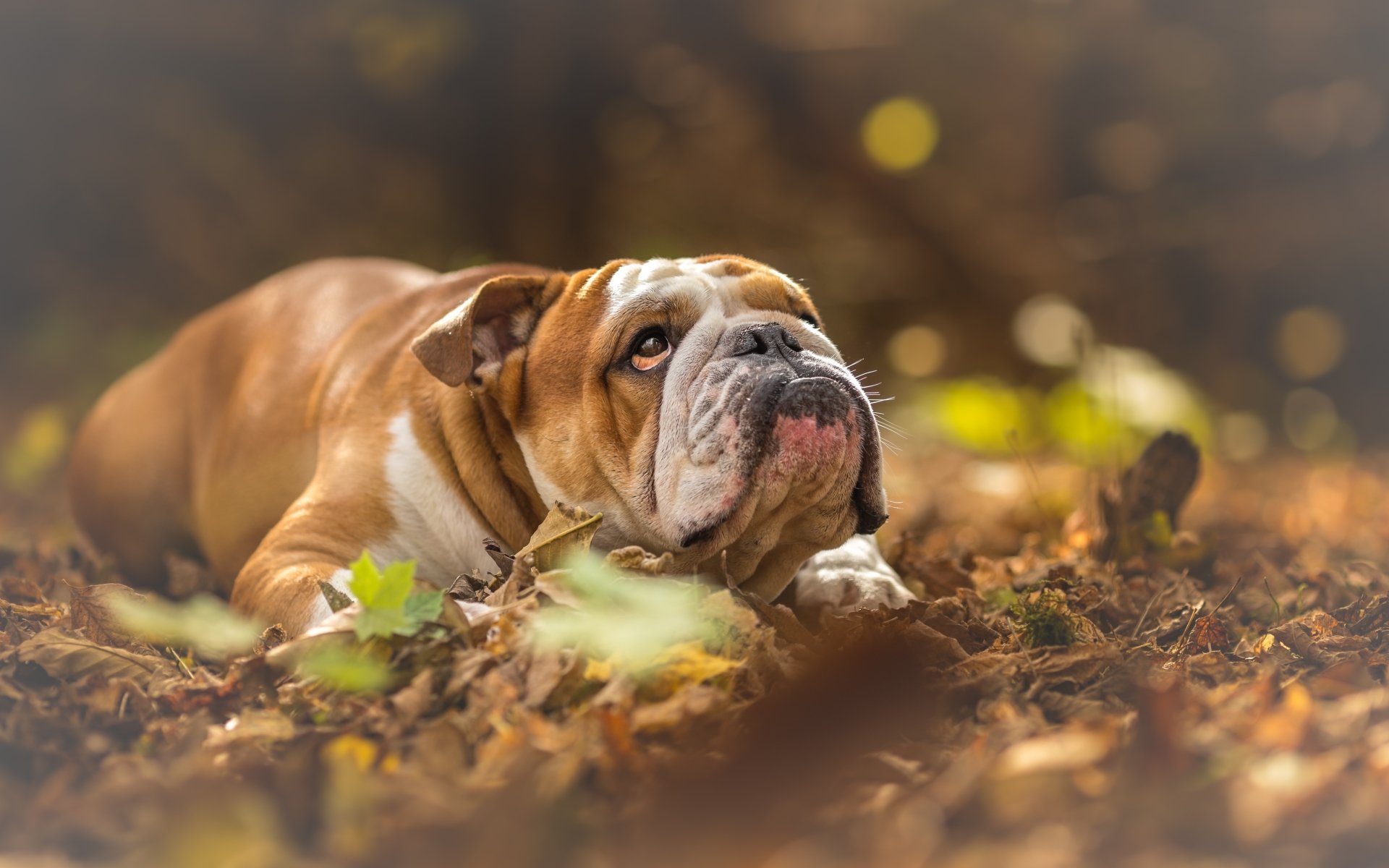 Download Dog Animal English Bulldog 4k Ultra HD Wallpaper