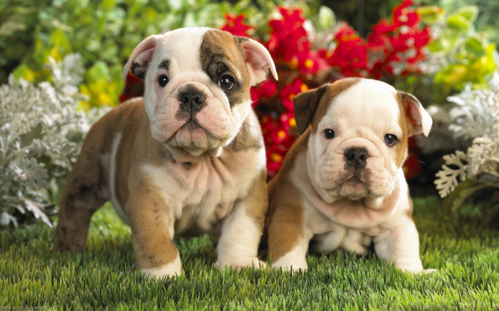 Adorable English Bulldog Puppies Wallpaper