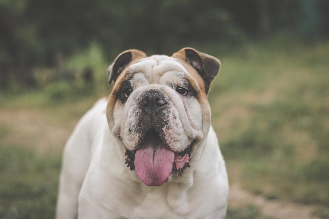 English Bulldog Dog with Tongue Out · Free