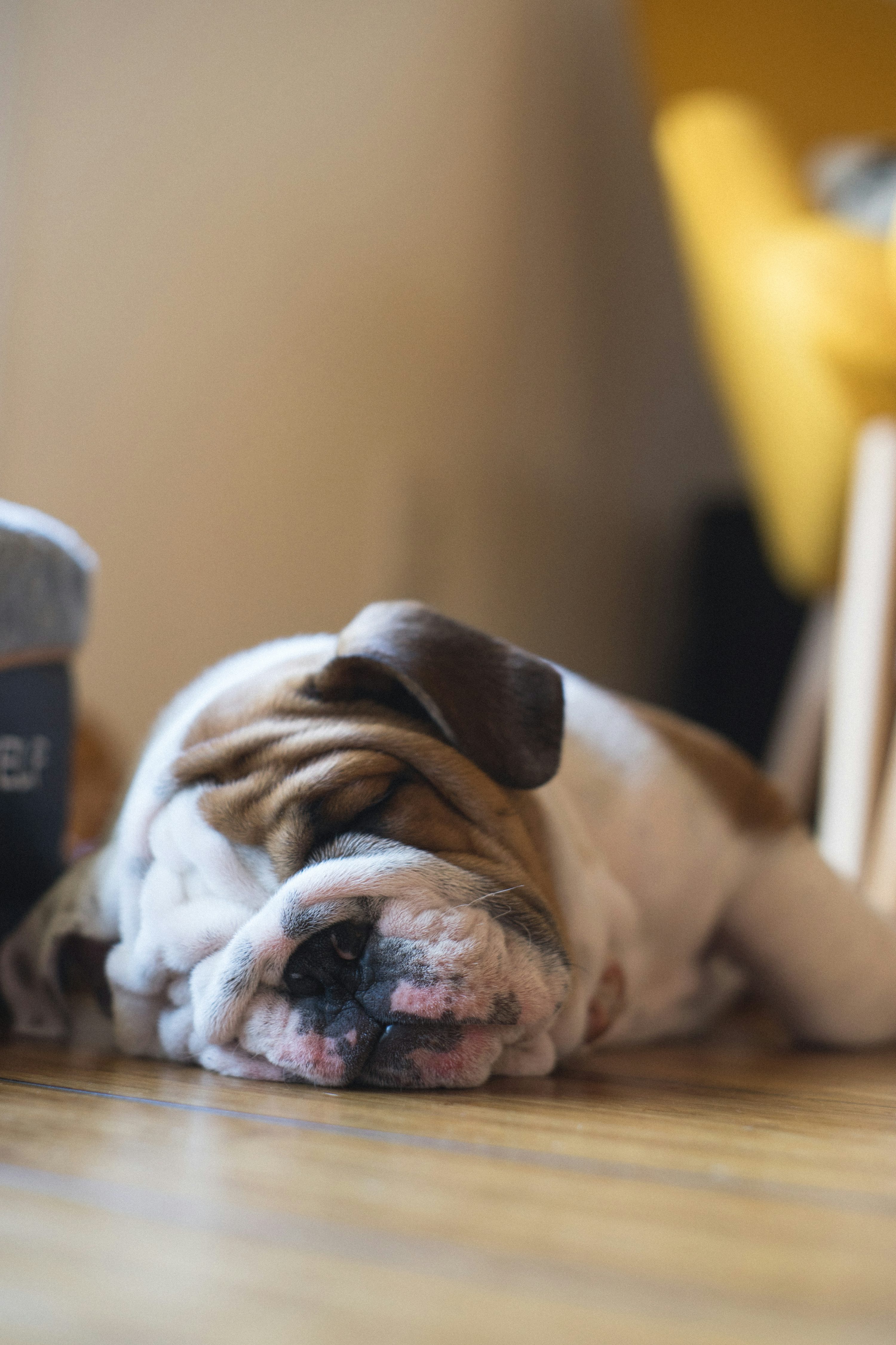 English Bulldog Picture. Download Free Image