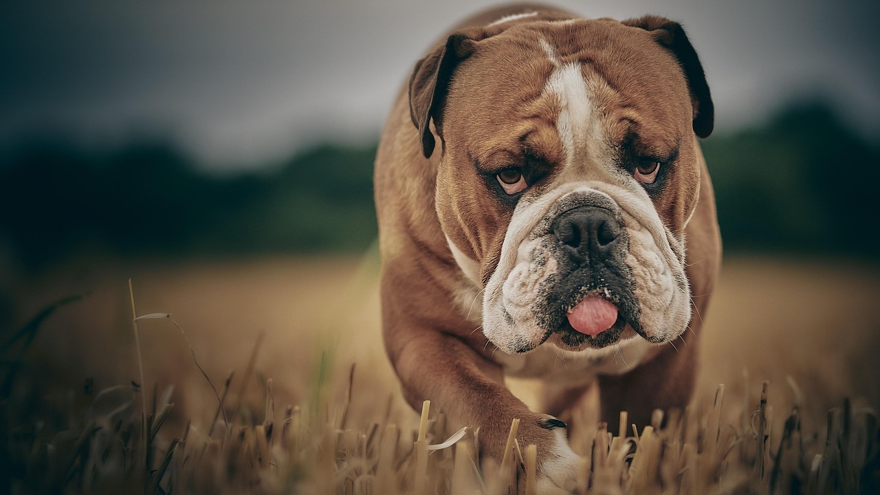 Free English Bulldog & Dog Image