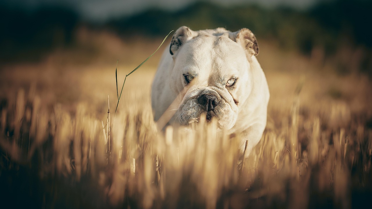 Free English Bulldog & Dog Image
