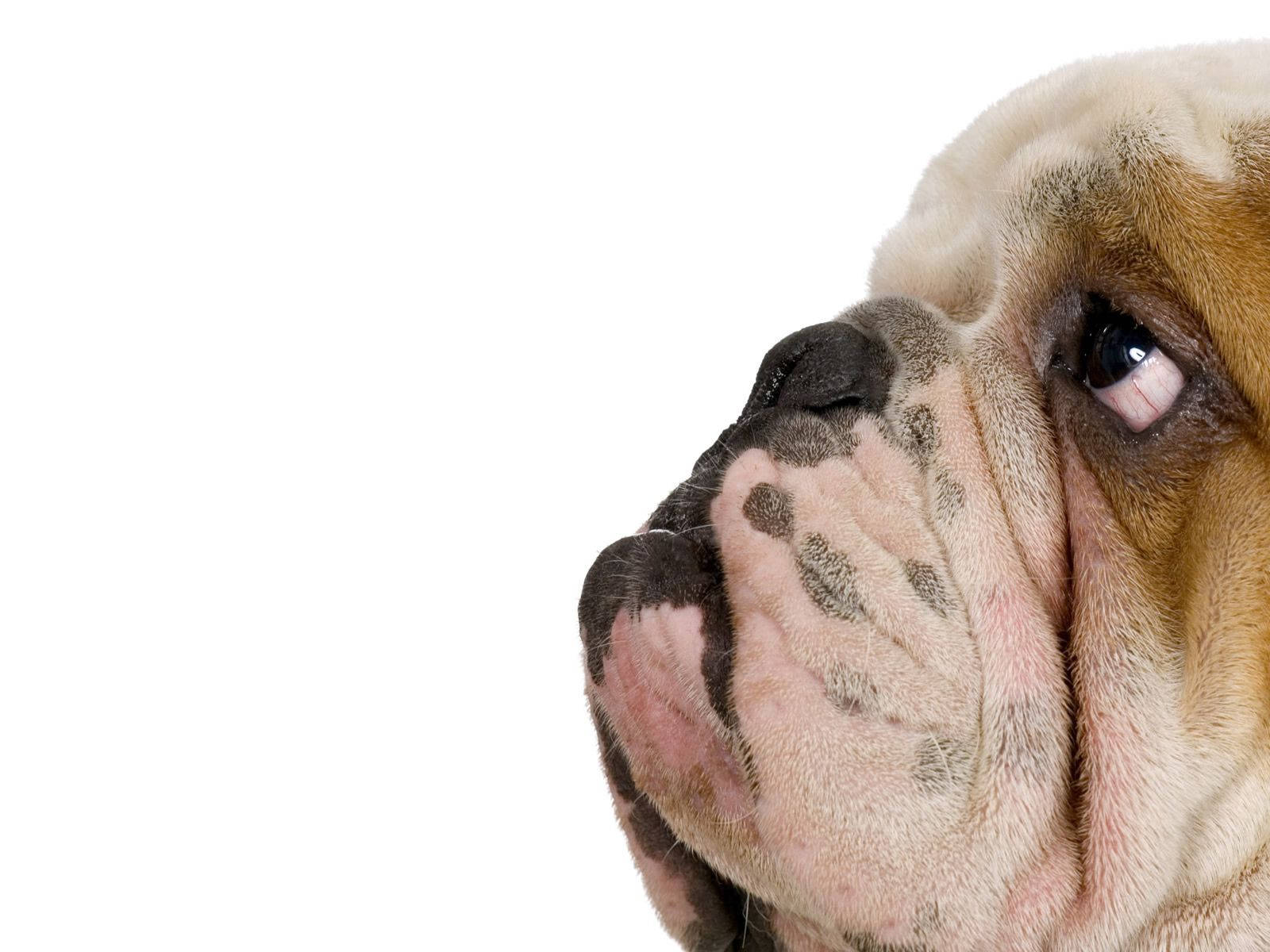English Bulldog Background