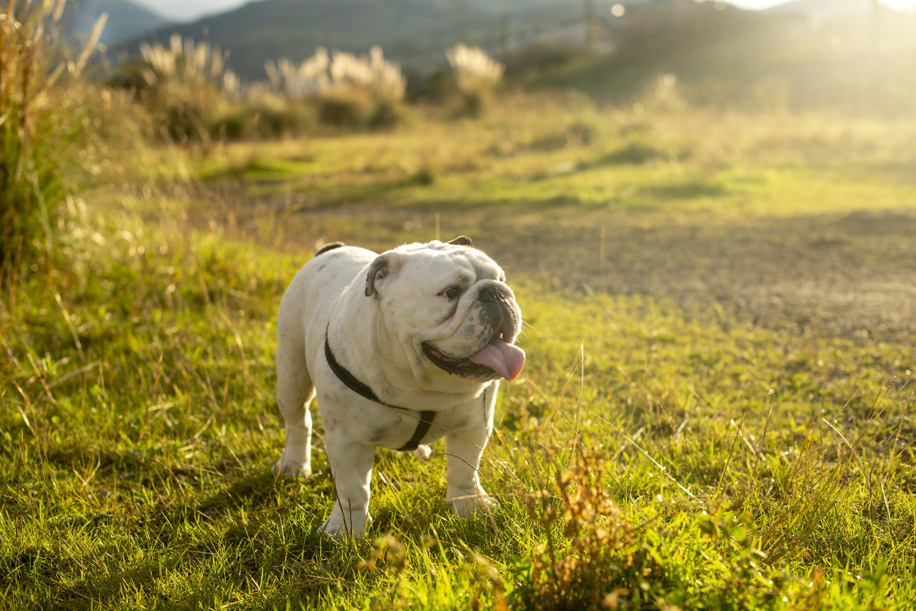 English Bulldog Picture. Download Free Image