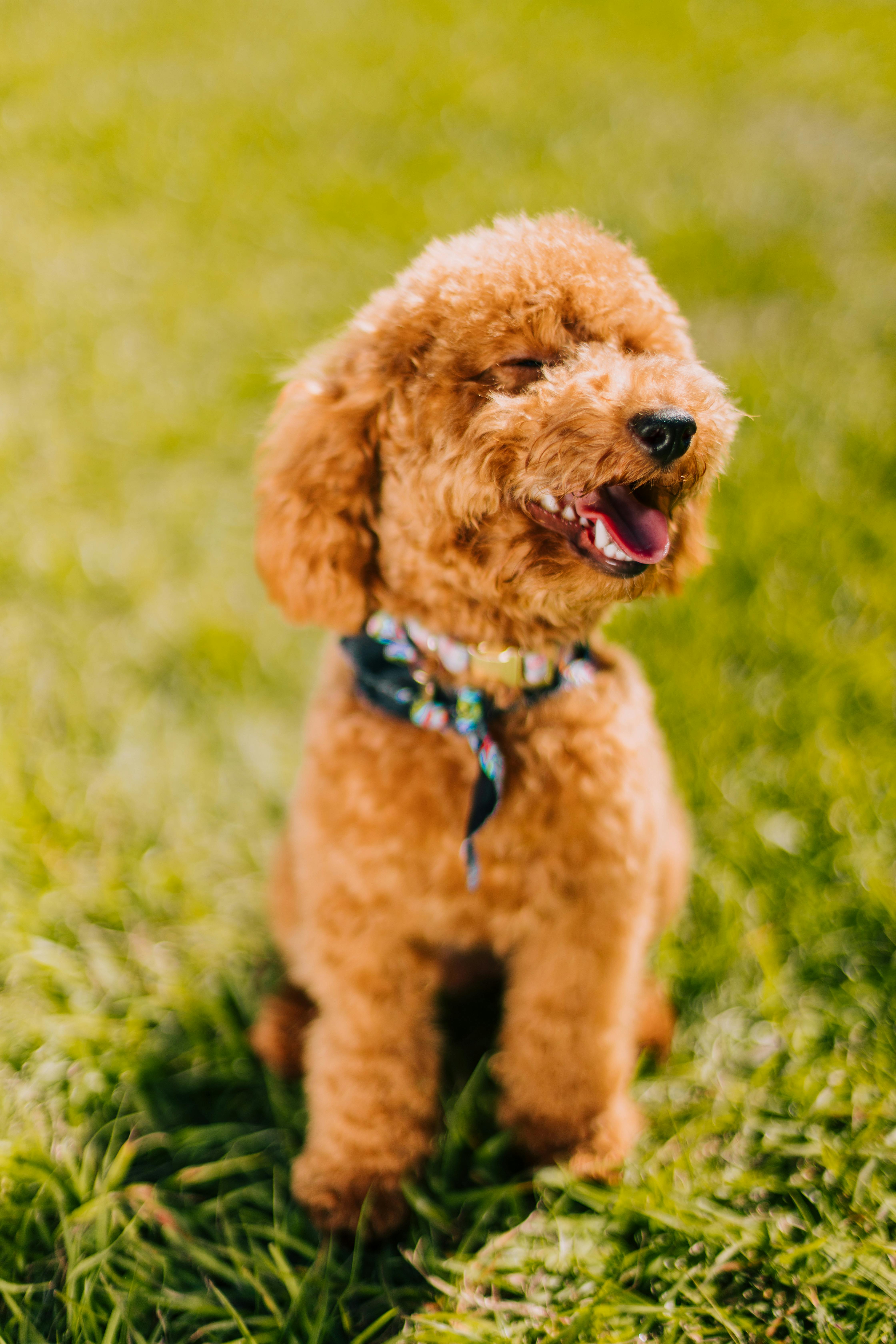 A Poodle Toy Dog Outdoors in Grass · Free