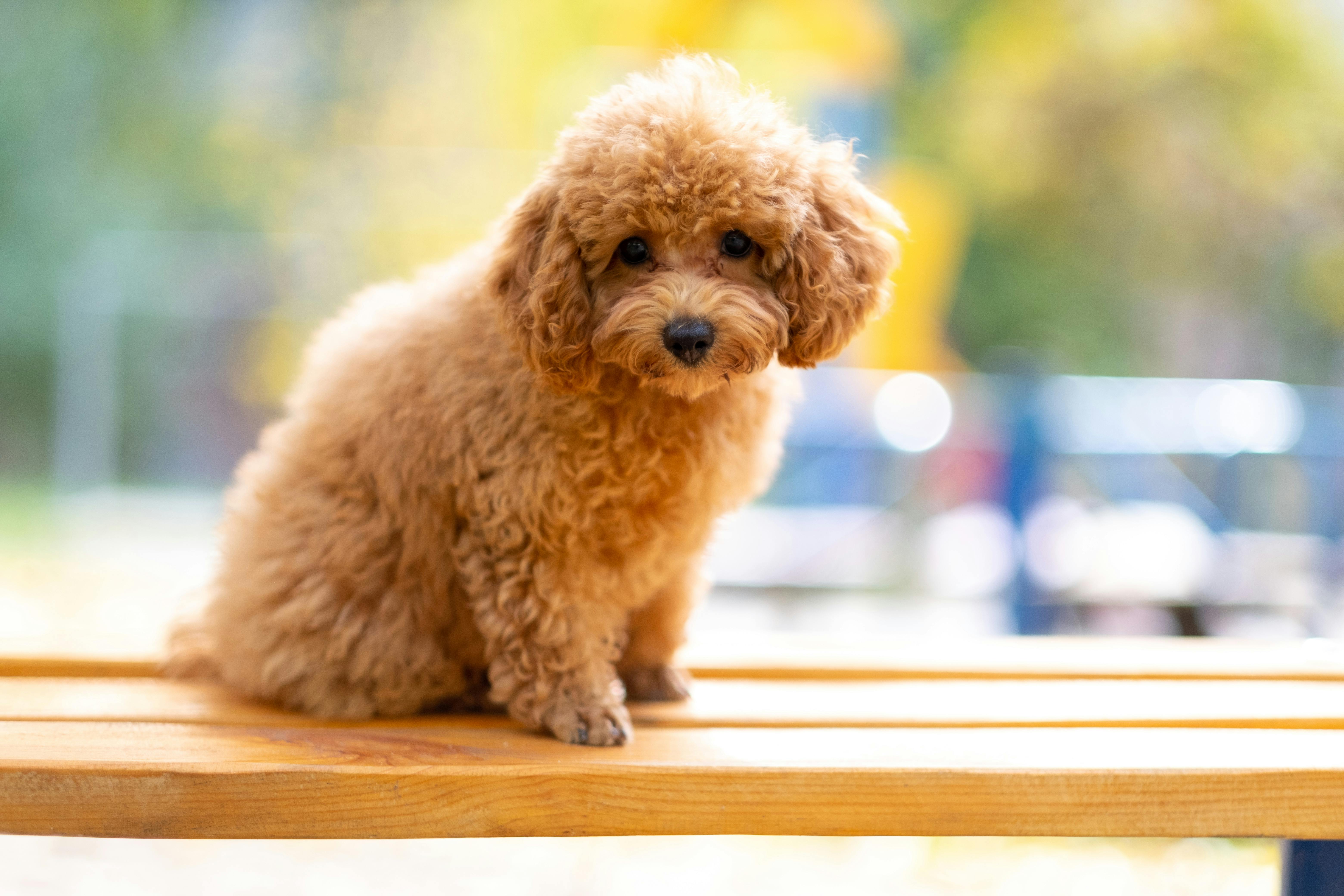Brown Poodle Puppy on Brown Wooden Surface · Free