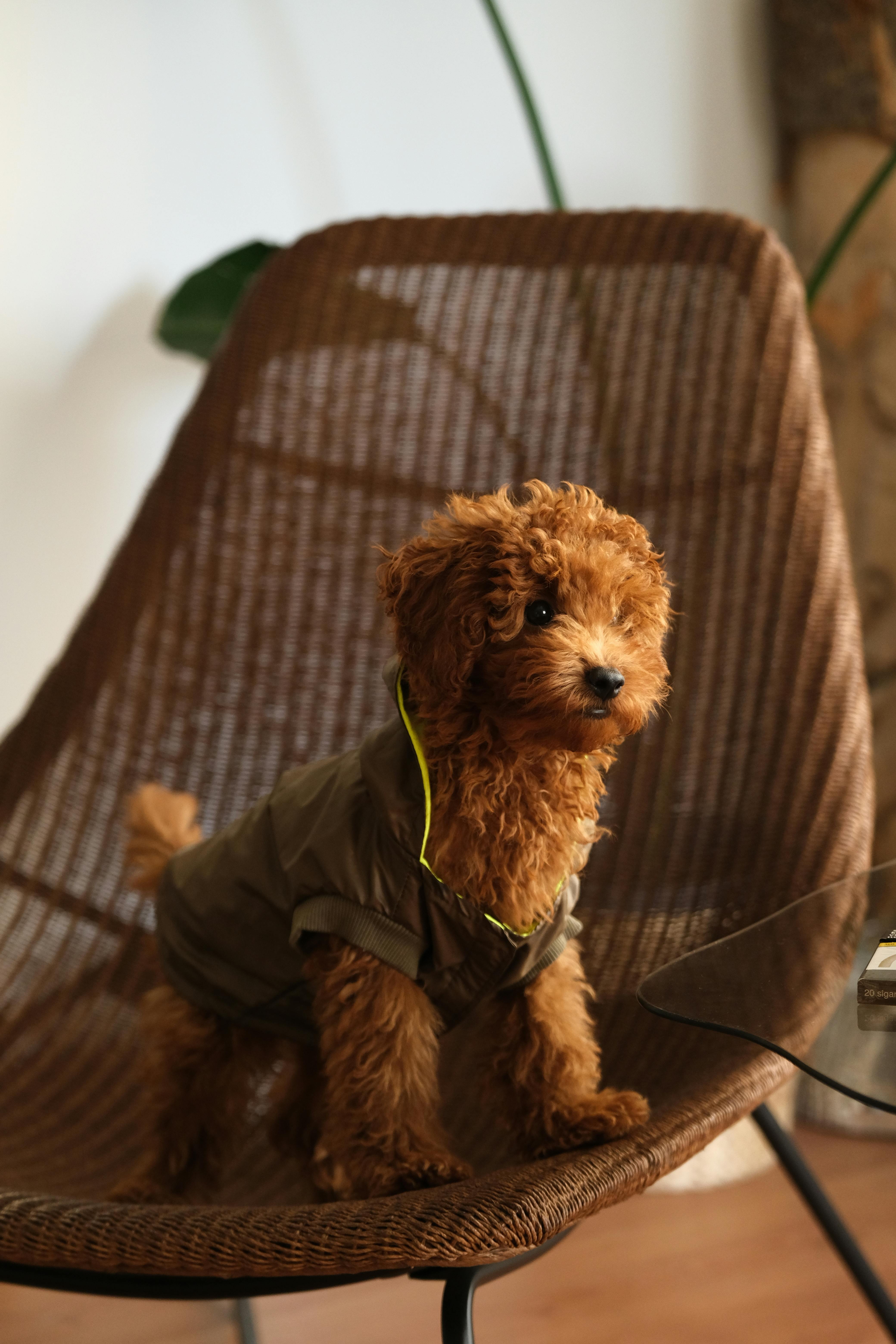Charming Toy Poodle in Cozy Interior Setting · Free
