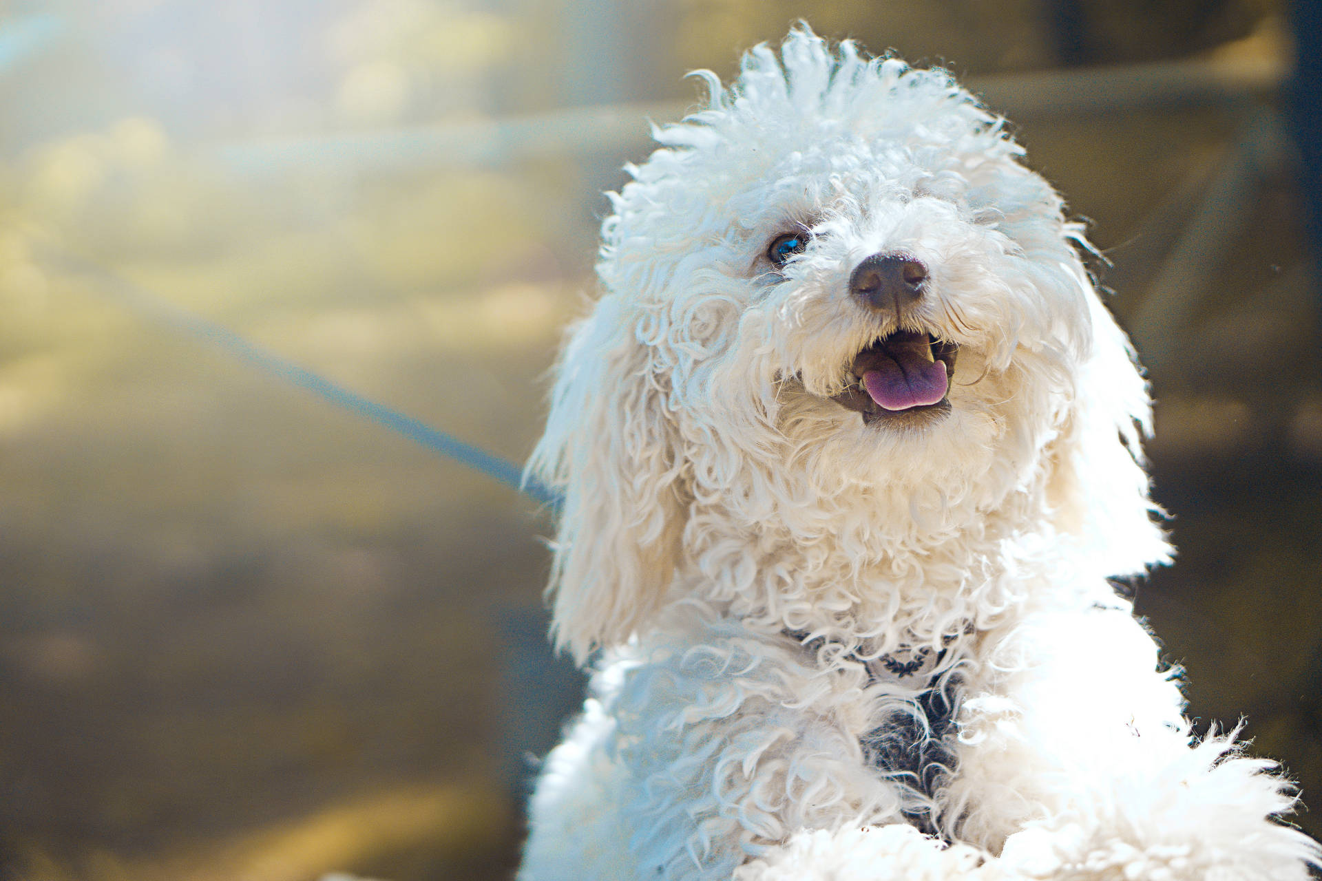 Download Delightful White Havapoo Poodle Breed Wallpaper