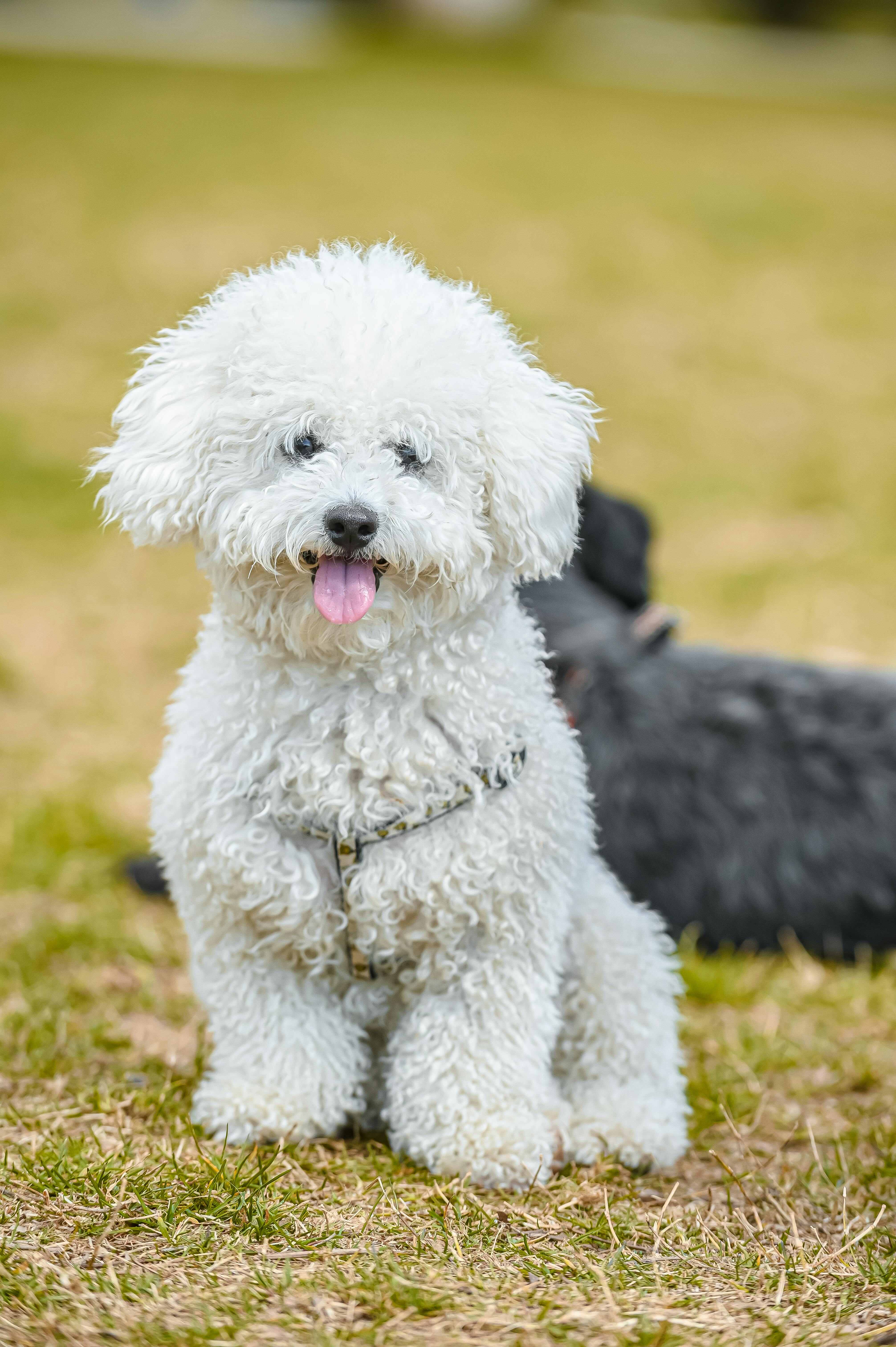 Photo of a Cute White Poodle Dog · Free