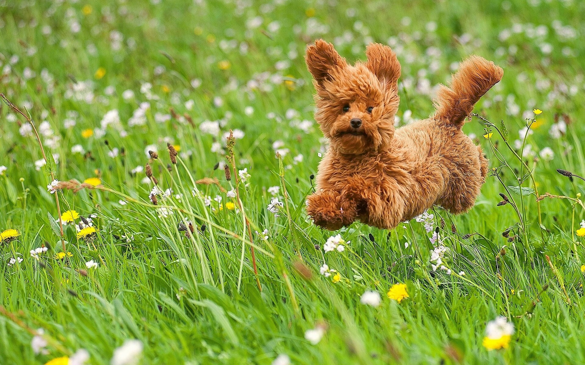 dog, Puppy, Toy, Poodle, Poodle, Walk, Meadow, Grass, Flowers, Joy, Mood Wallpaper HD / Desktop and Mobile Background