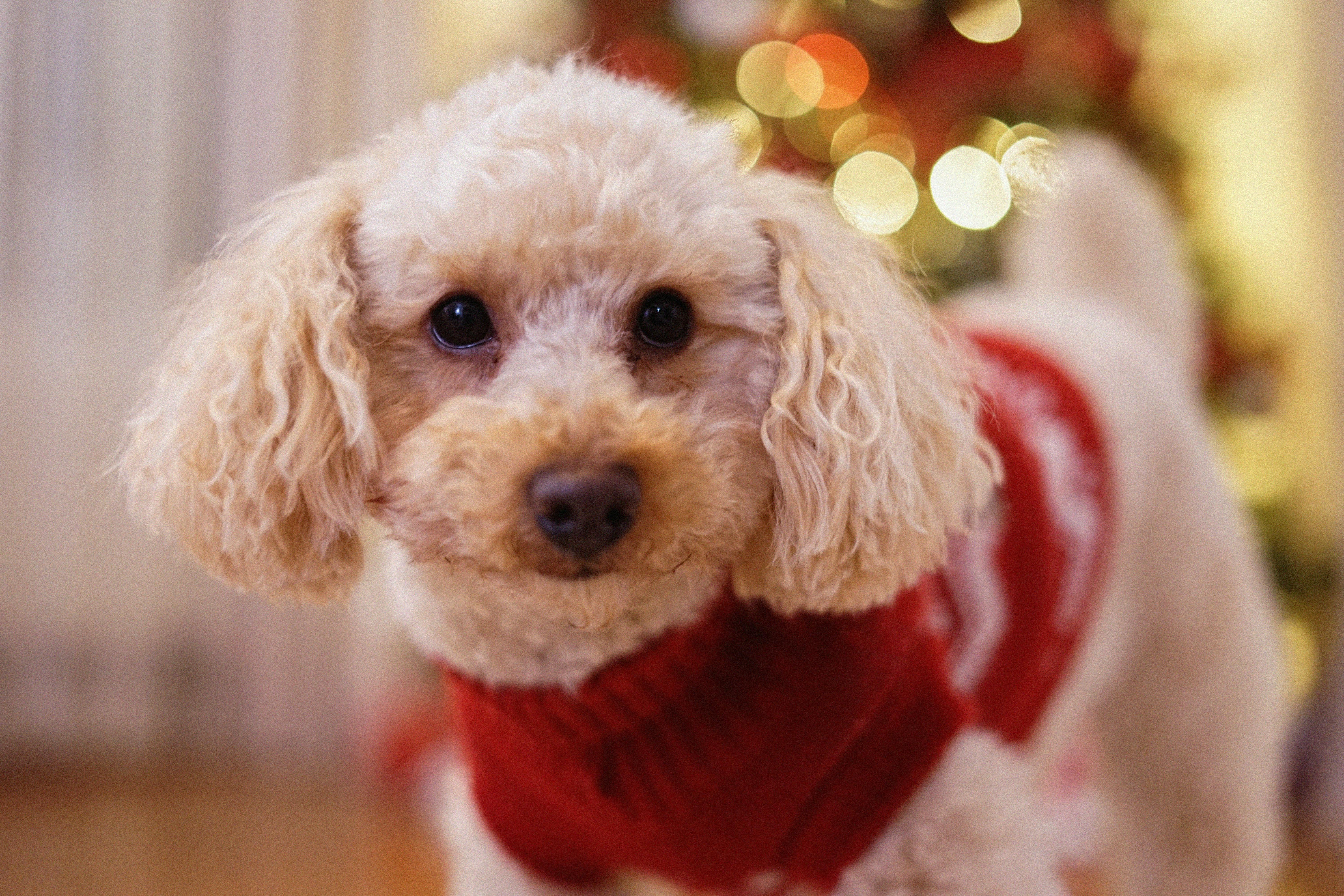 Selective Focus Photo of a Cute Poodle · Free