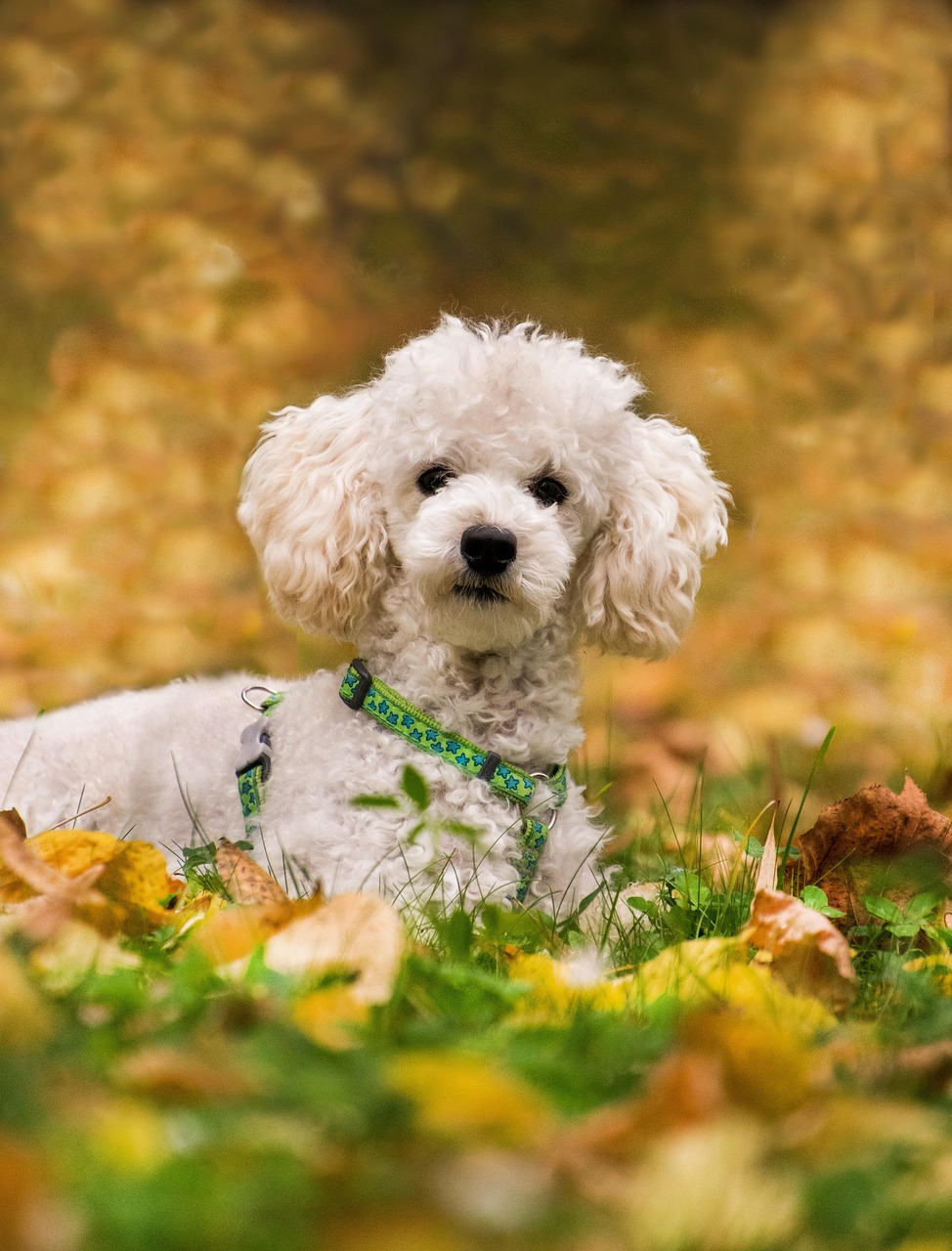 Free Poodle & Pet Image